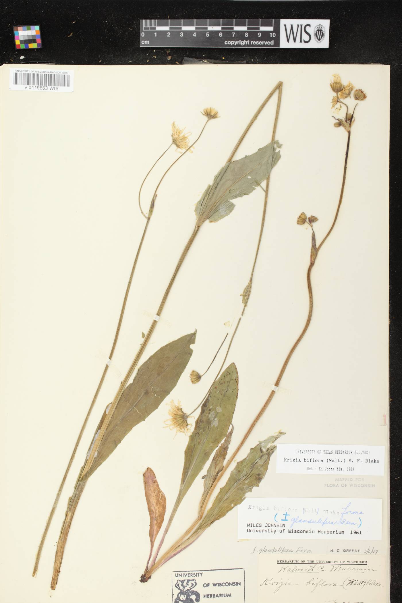 Krigia biflora image