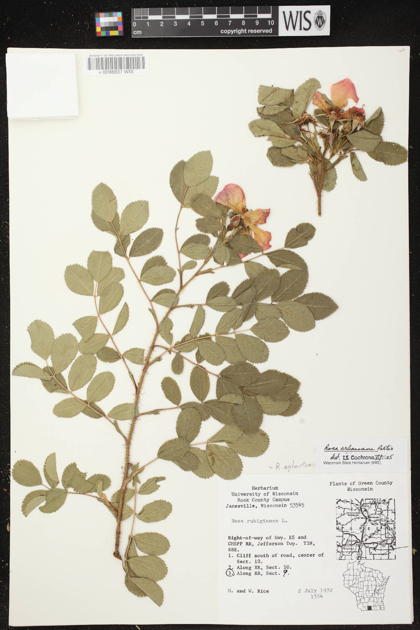 Rosa arkansana image