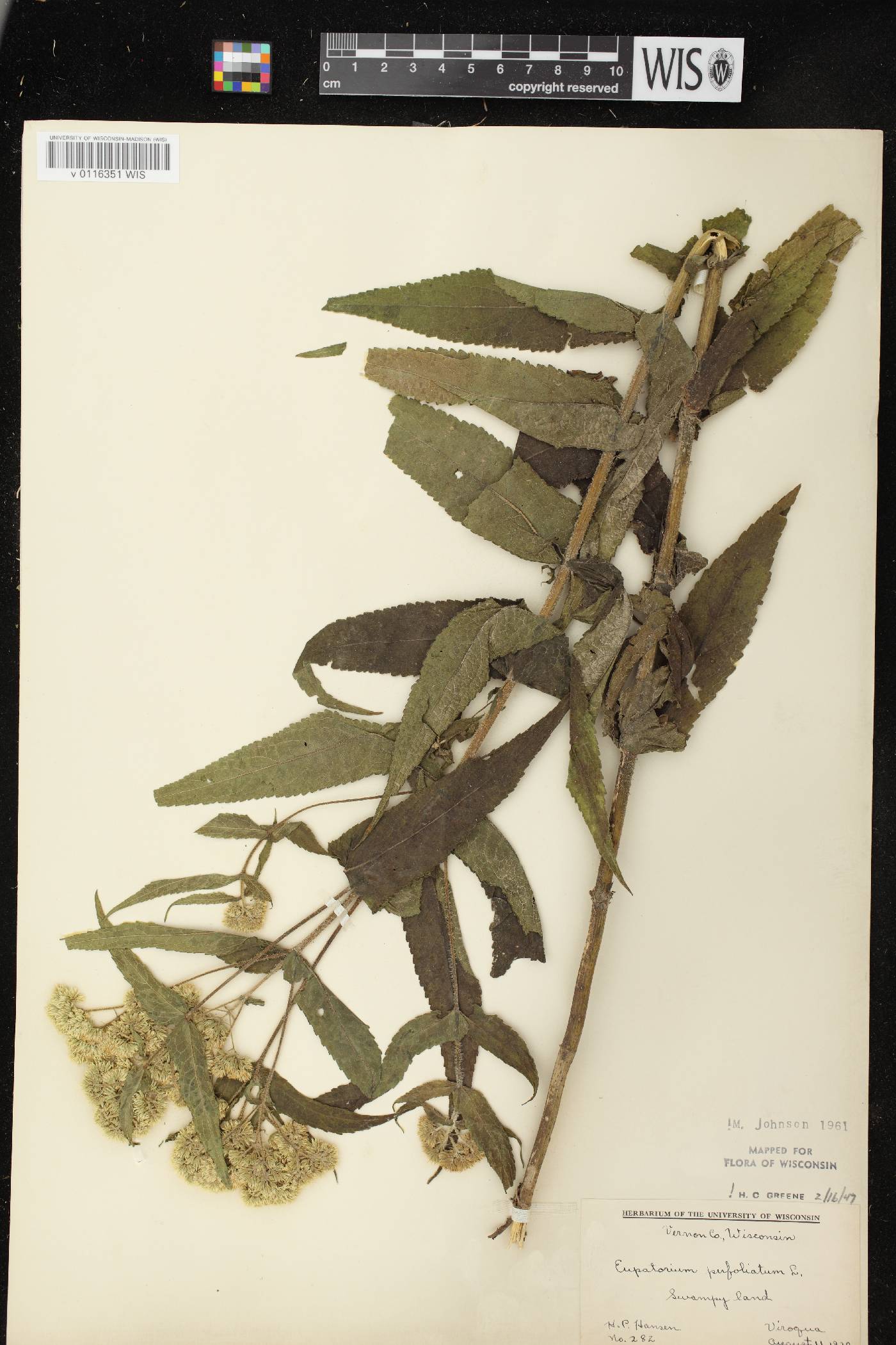 Eupatorium perfoliatum image
