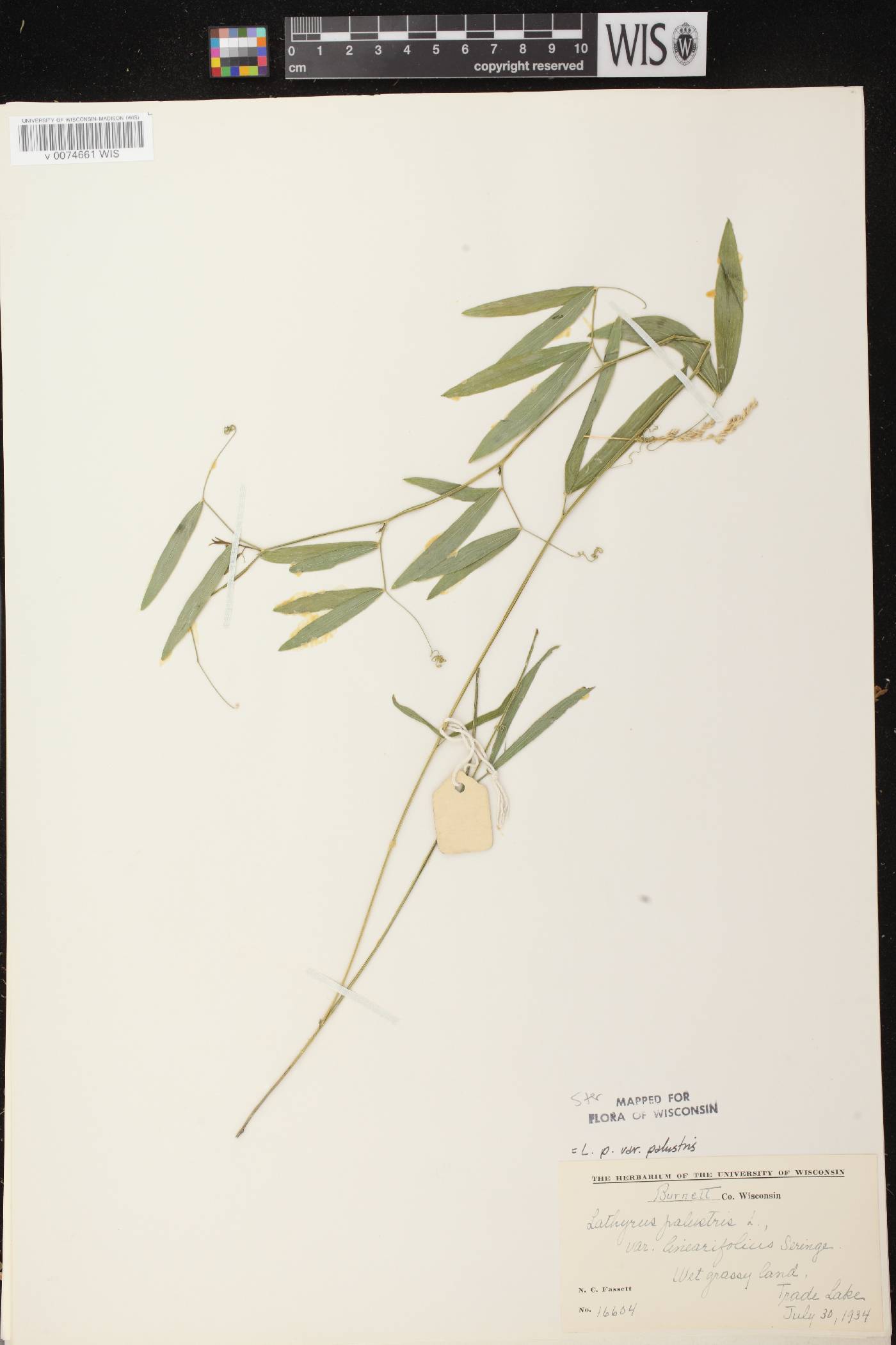Lathyrus palustris image