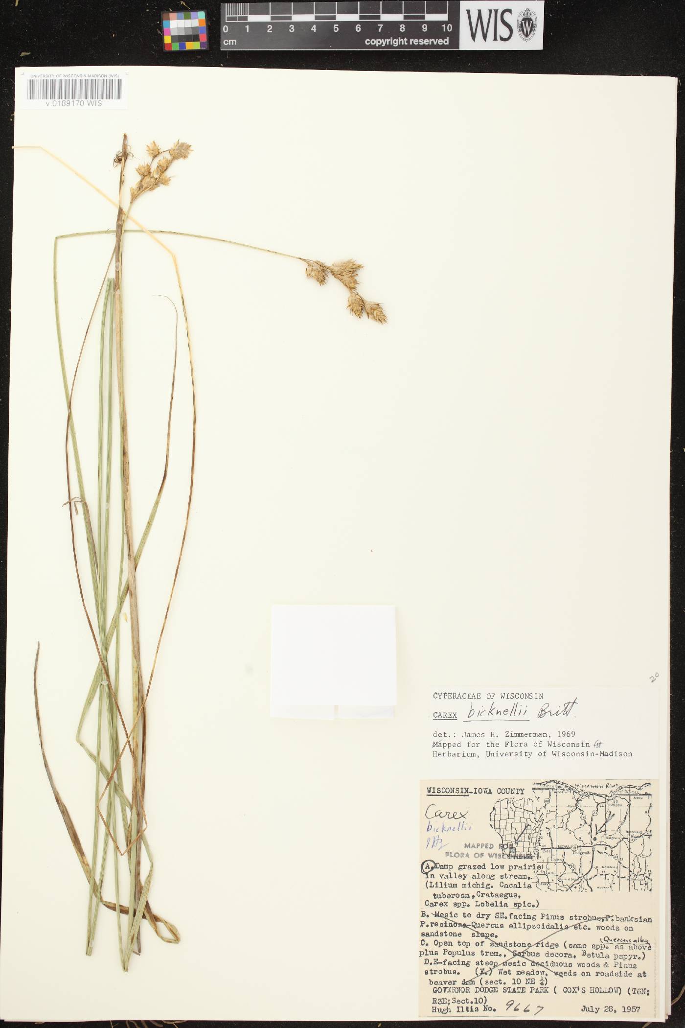 Carex bicknellii image