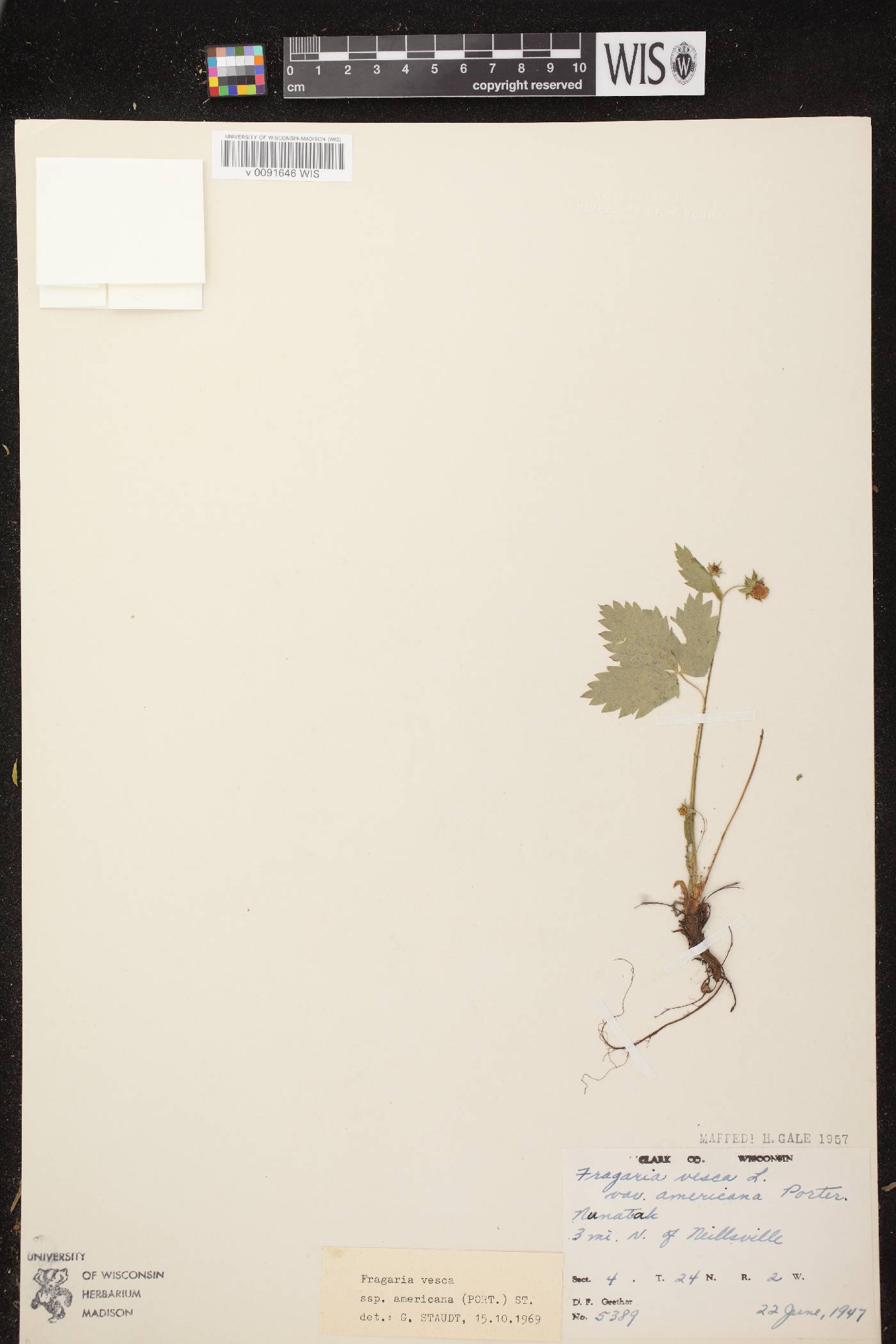 Fragaria vesca subsp. americana image