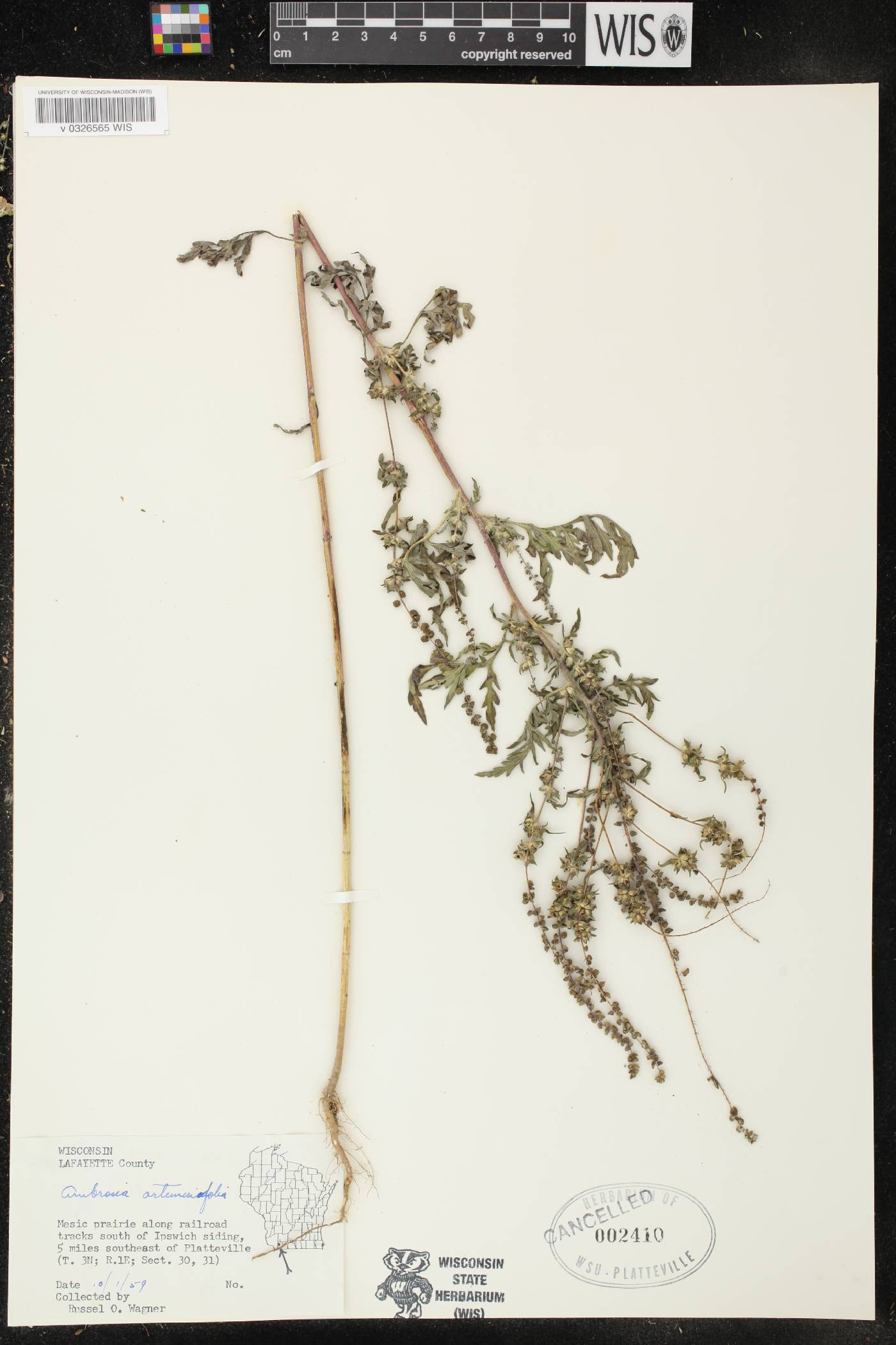 Ambrosia artemisiifolia image