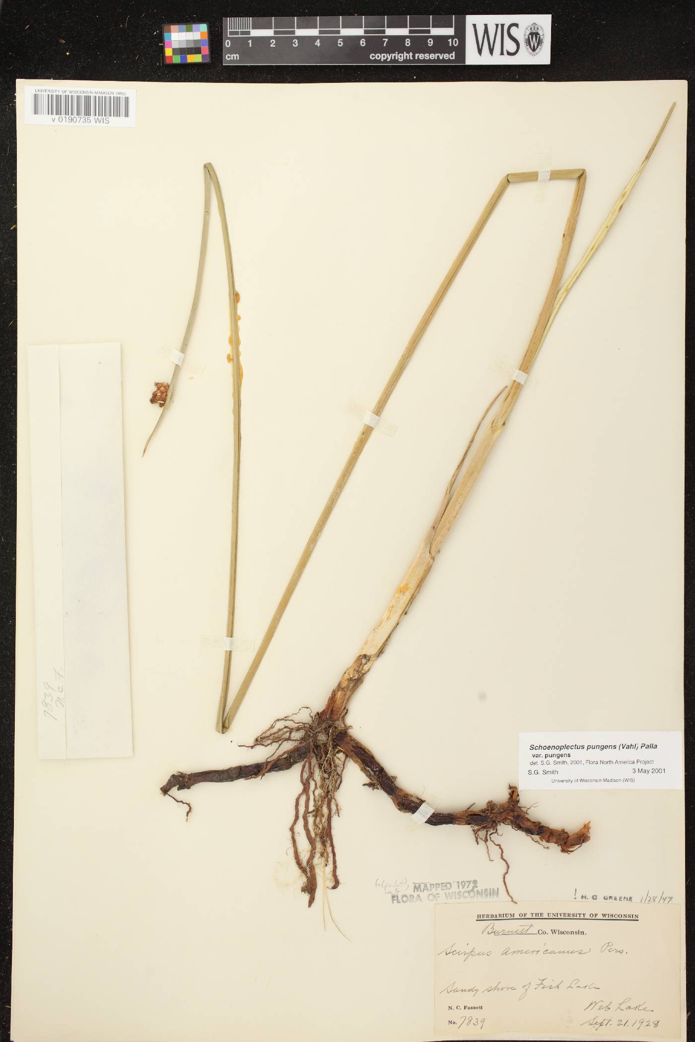 Schoenoplectus pungens image