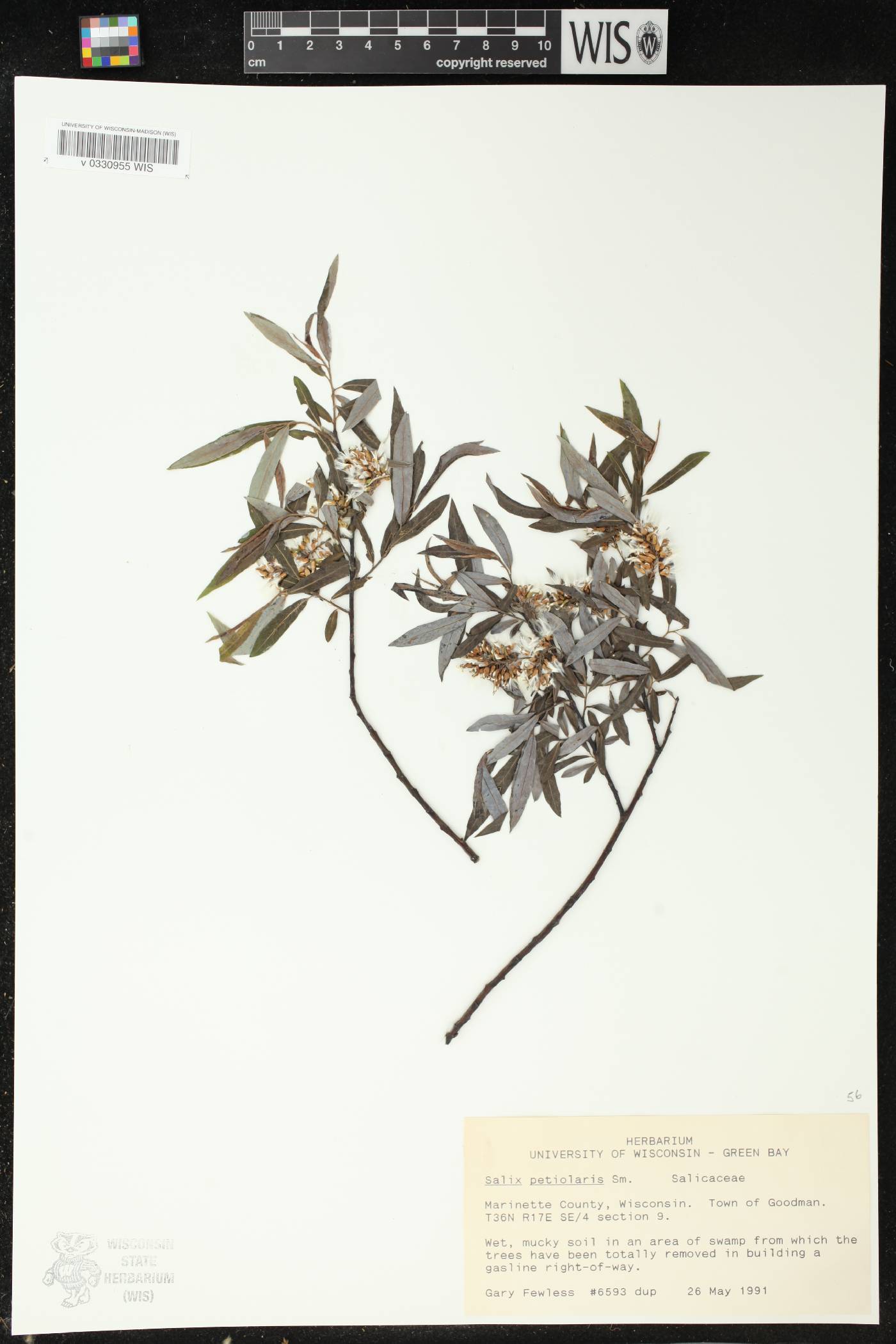 Salix petiolaris image