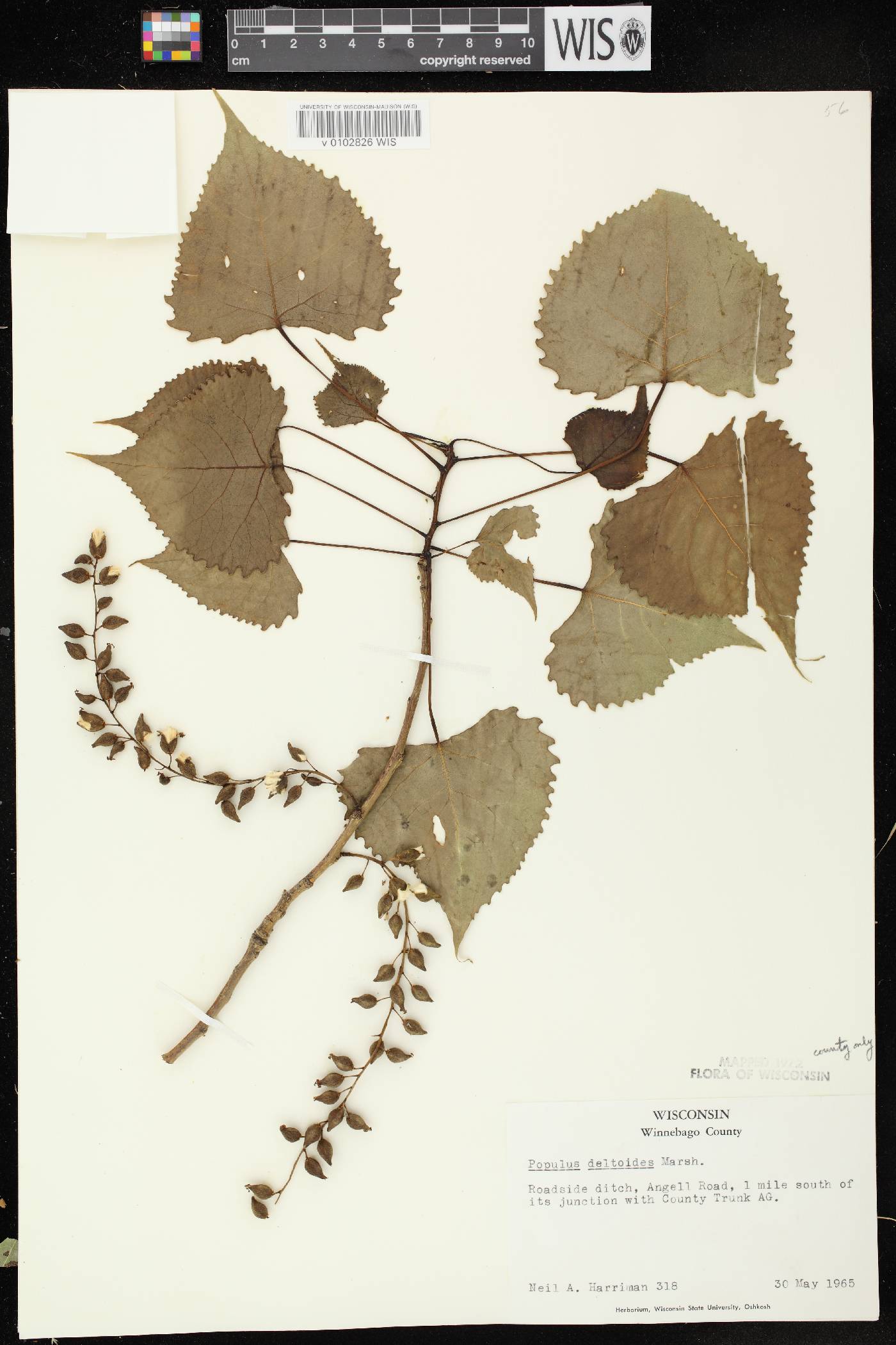 Populus deltoides image