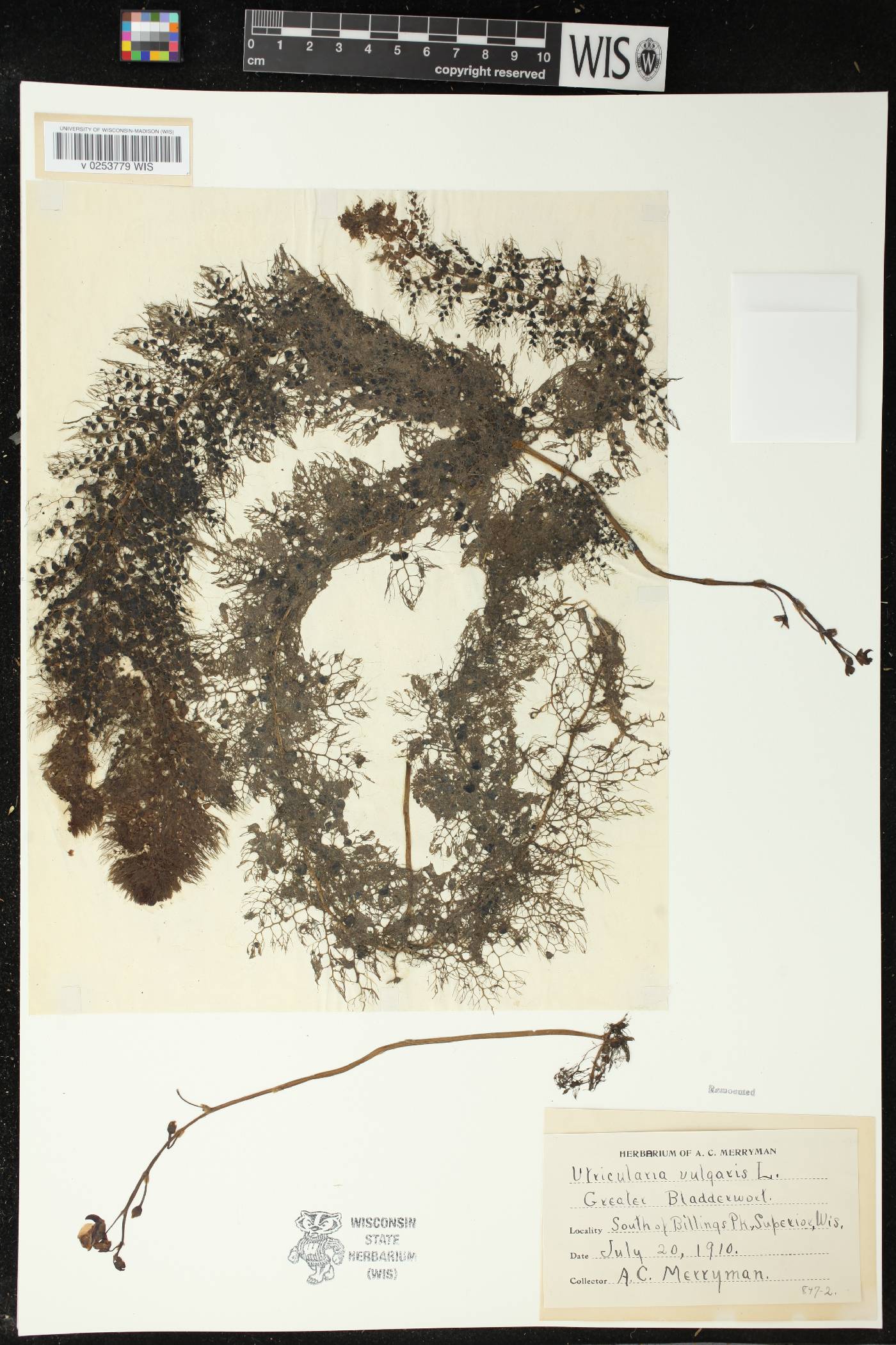 Utricularia vulgaris image