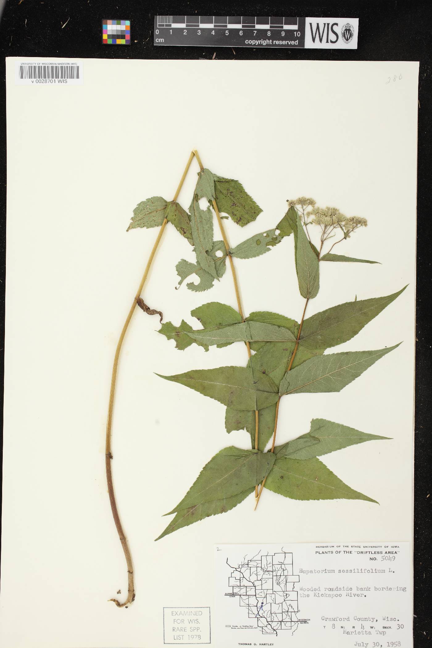 Eupatorium sessilifolium image