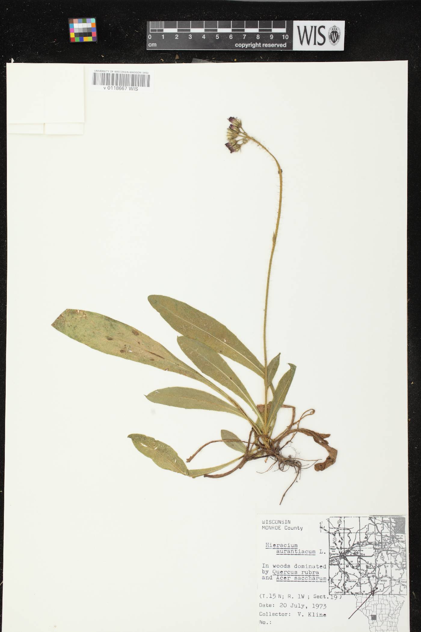 Hieracium aurantiacum image