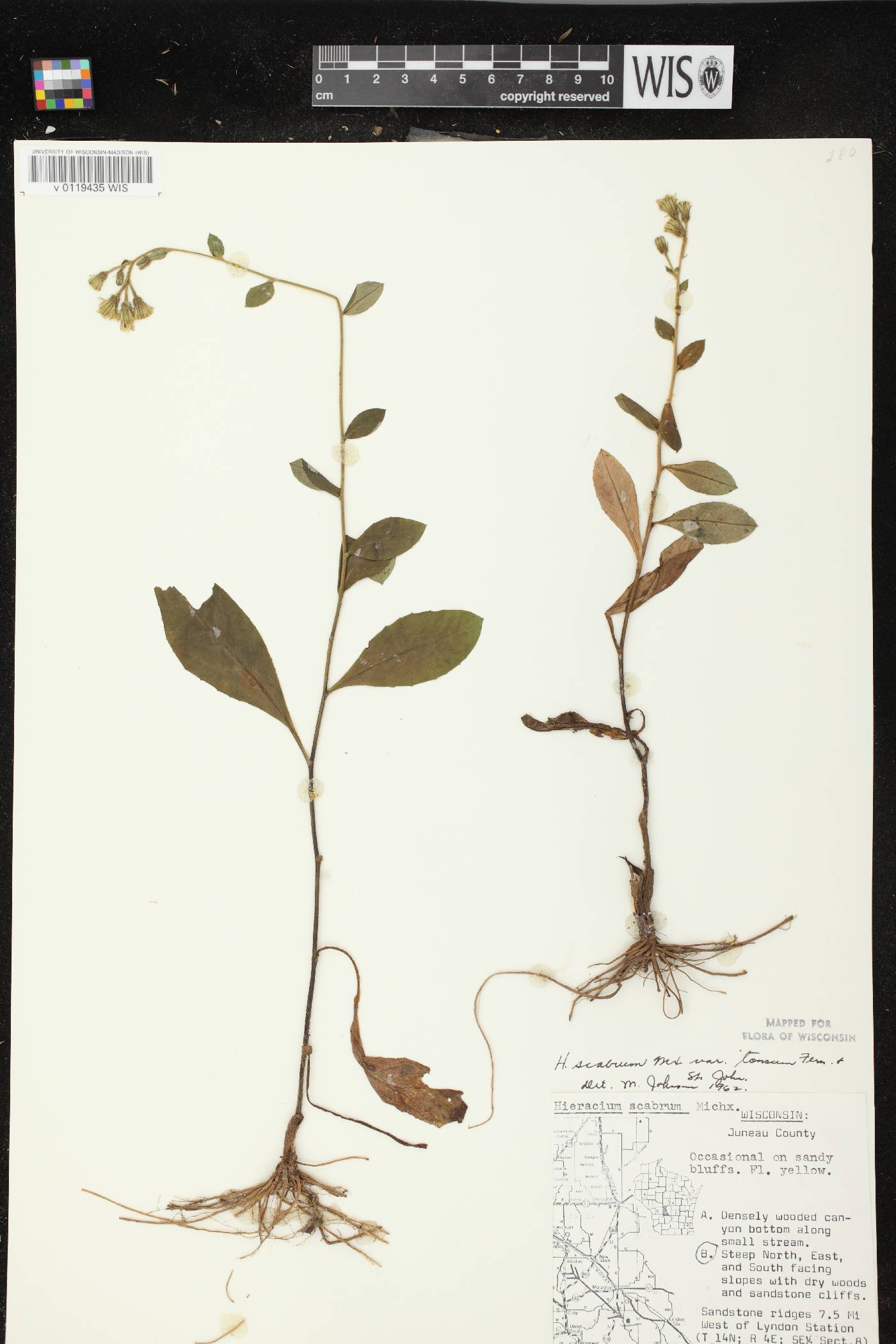 Hieracium scabrum image