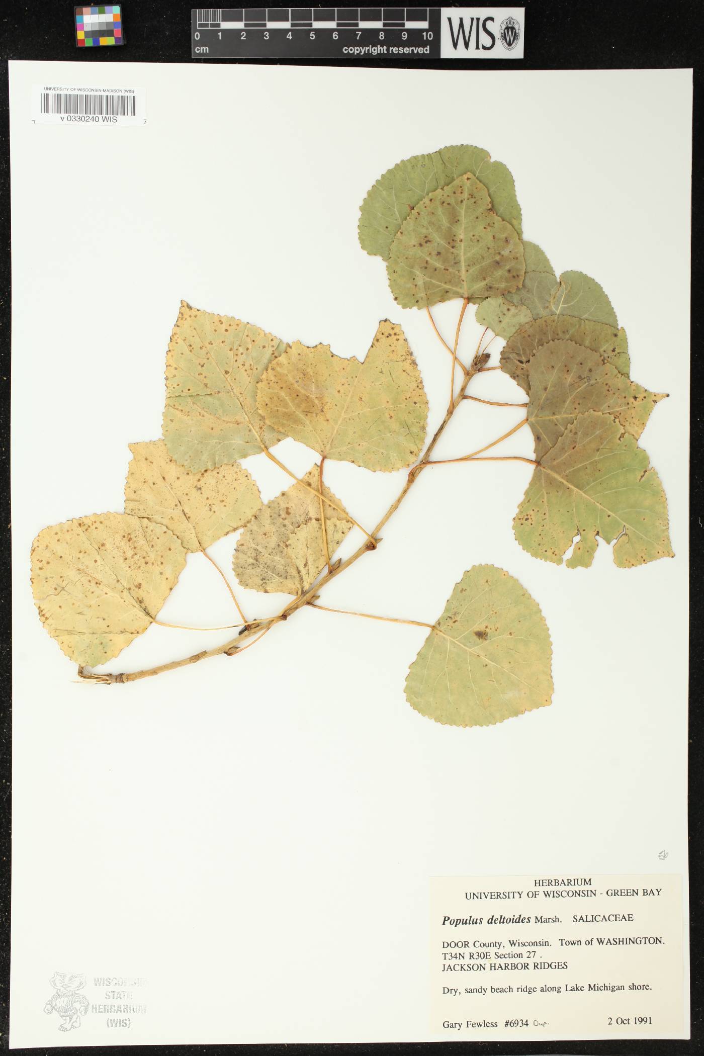 Populus deltoides image