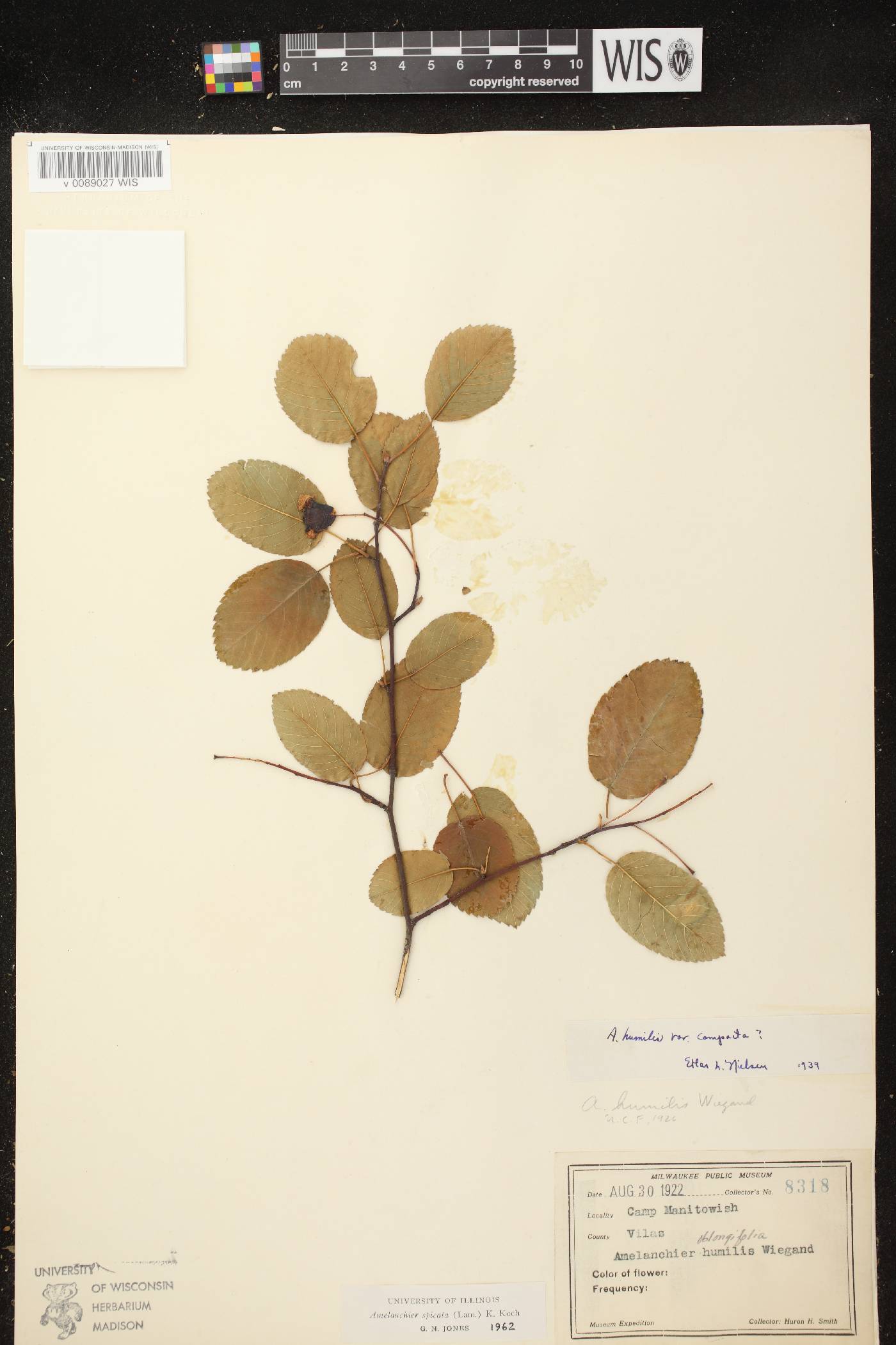 Amelanchier spicata image