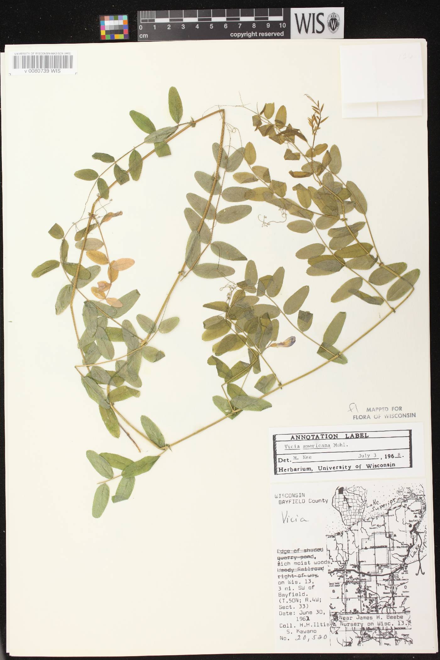 Vicia americana subsp. americana image
