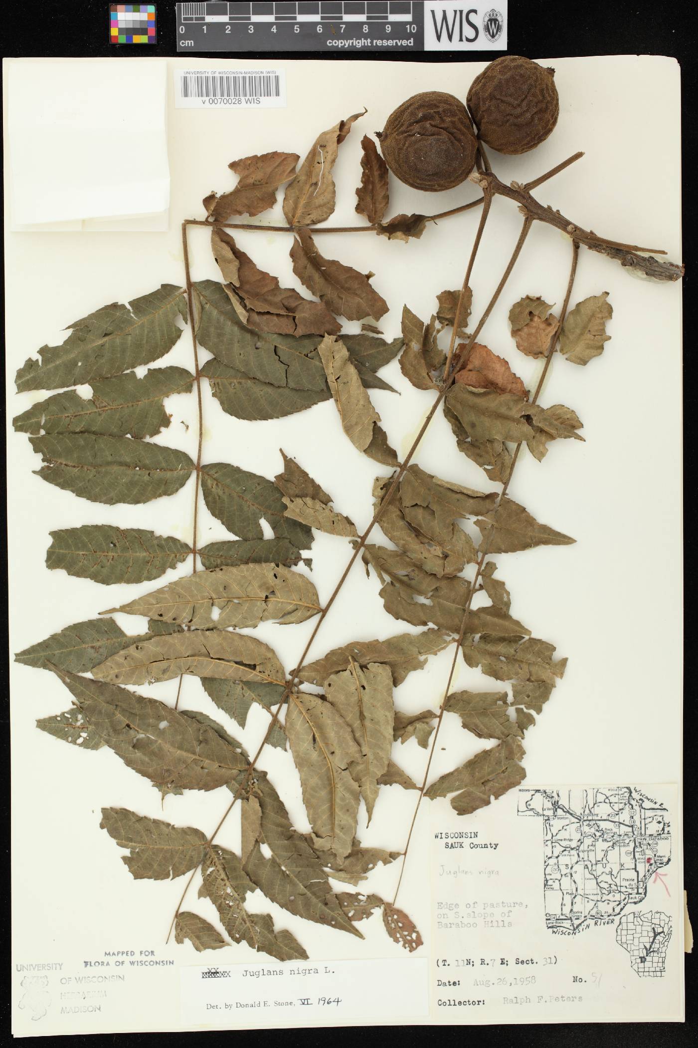 Juglans nigra image