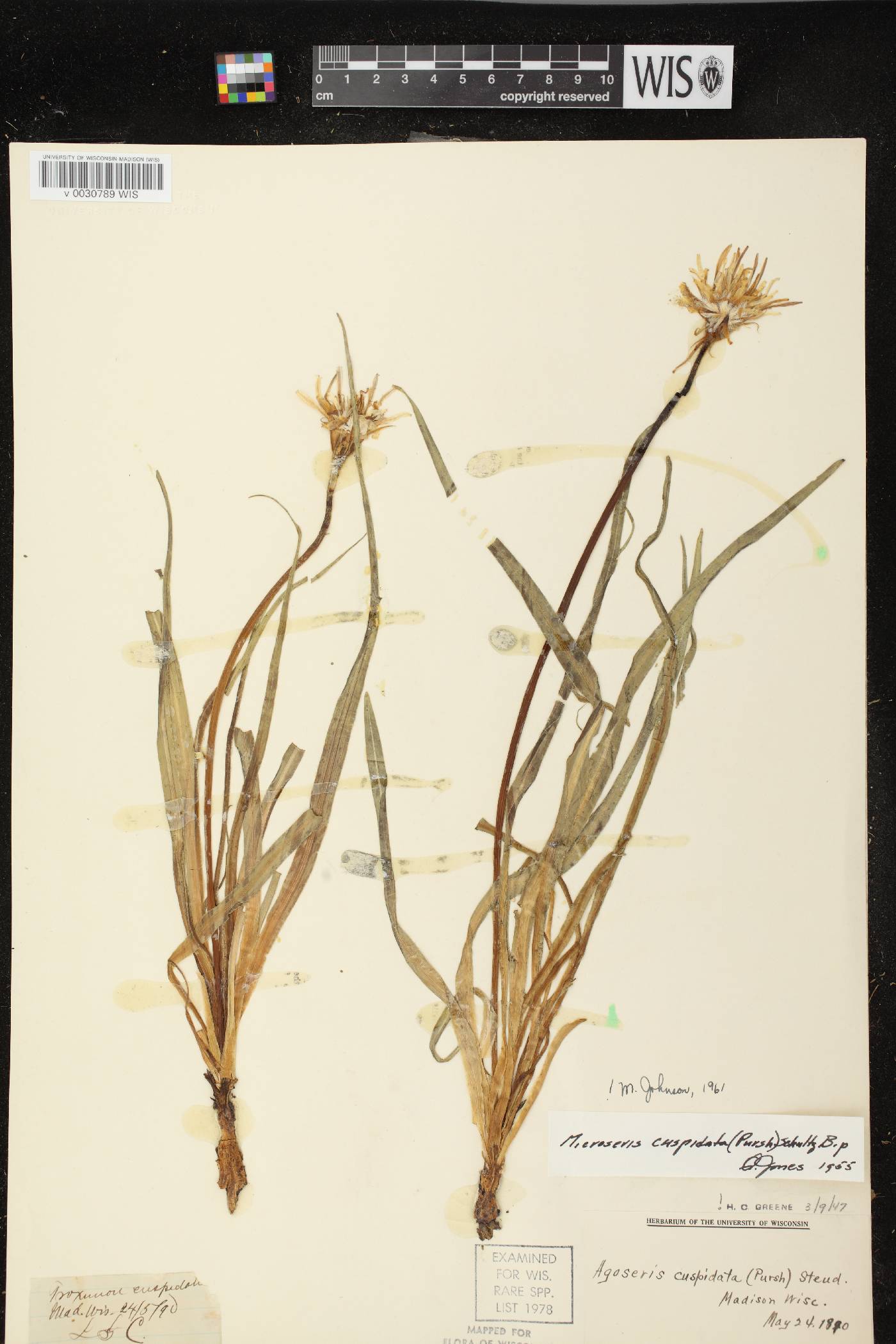Nothocalais cuspidata image