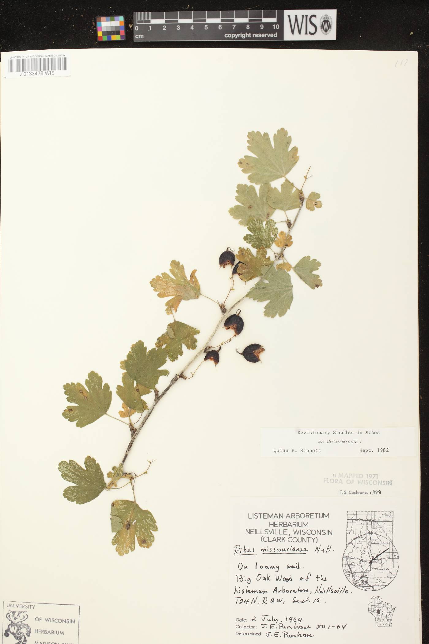 Ribes missouriense image