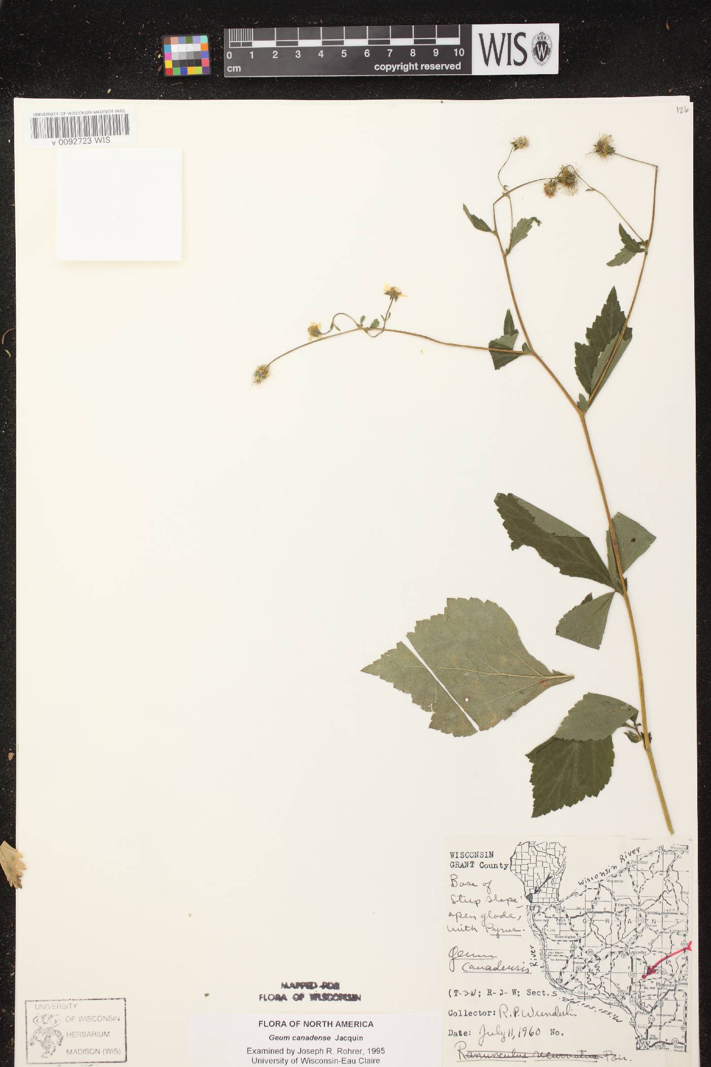 Geum canadense image