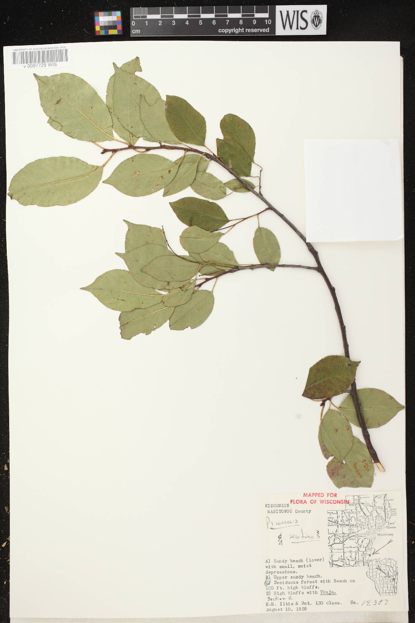 Prunus serotina image