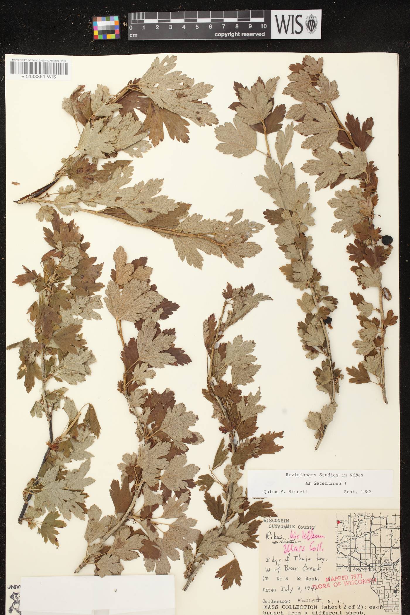 Ribes hirtellum image