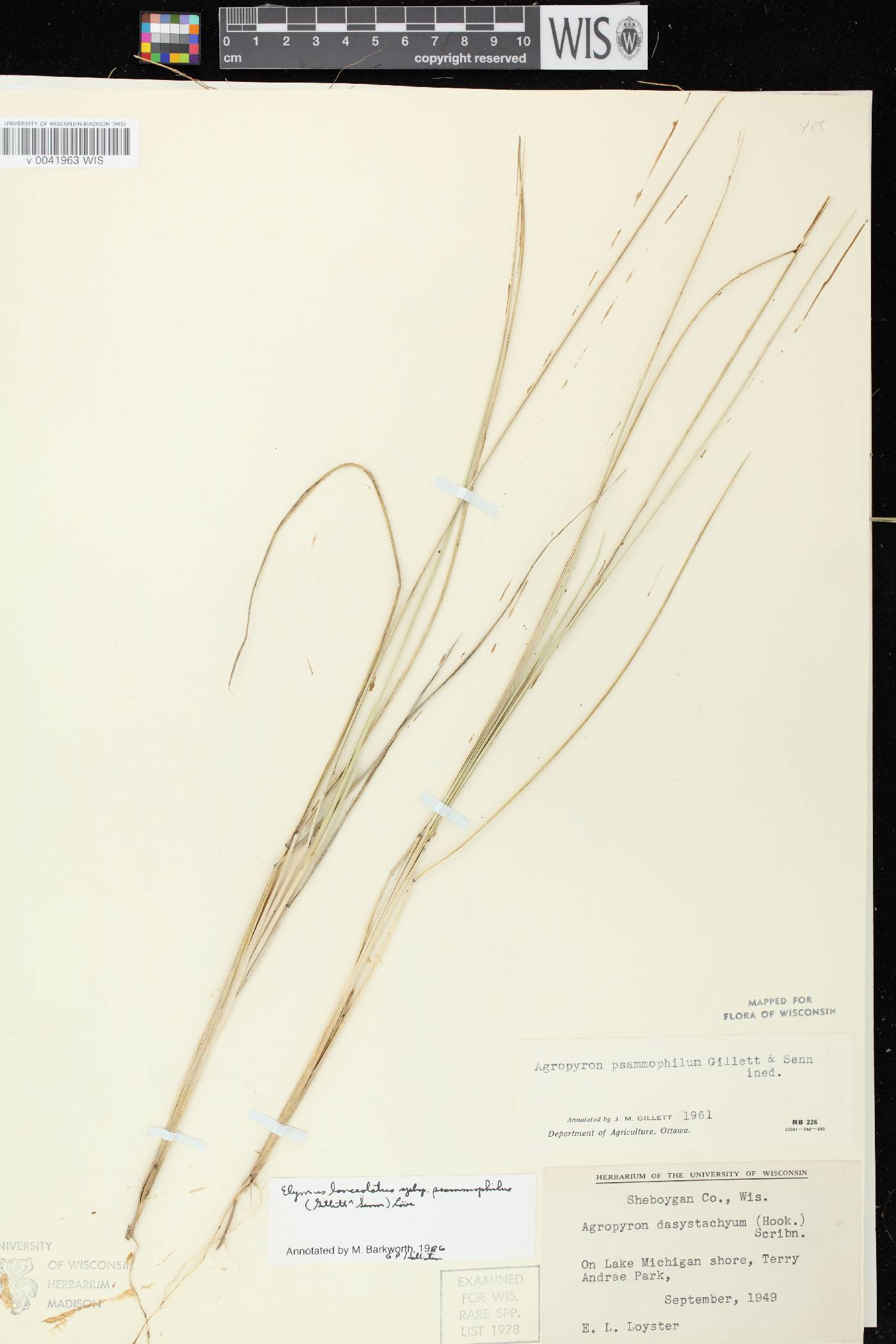 Elymus lanceolatus image