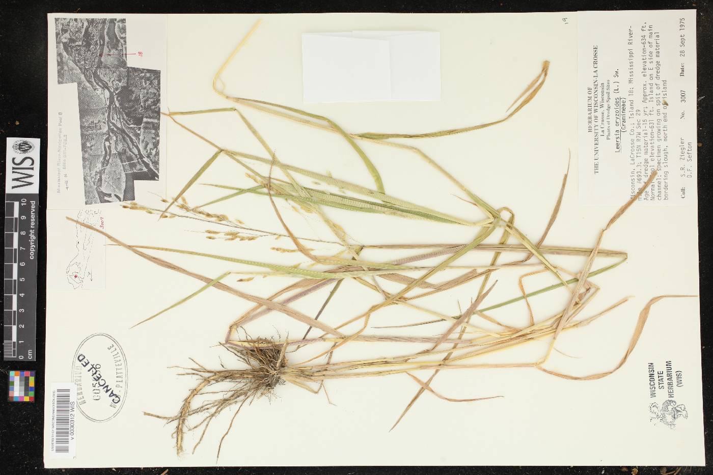 Leersia oryzoides image
