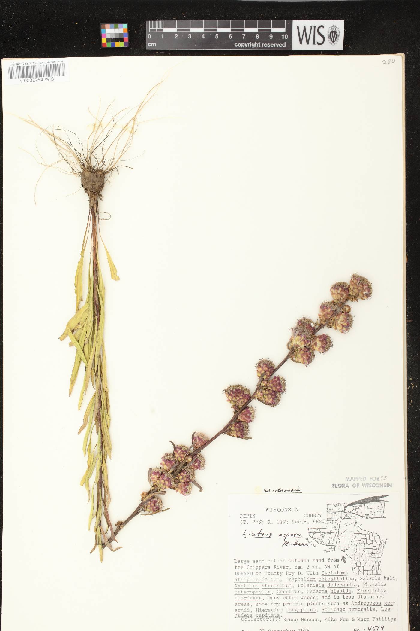 Liatris aspera image