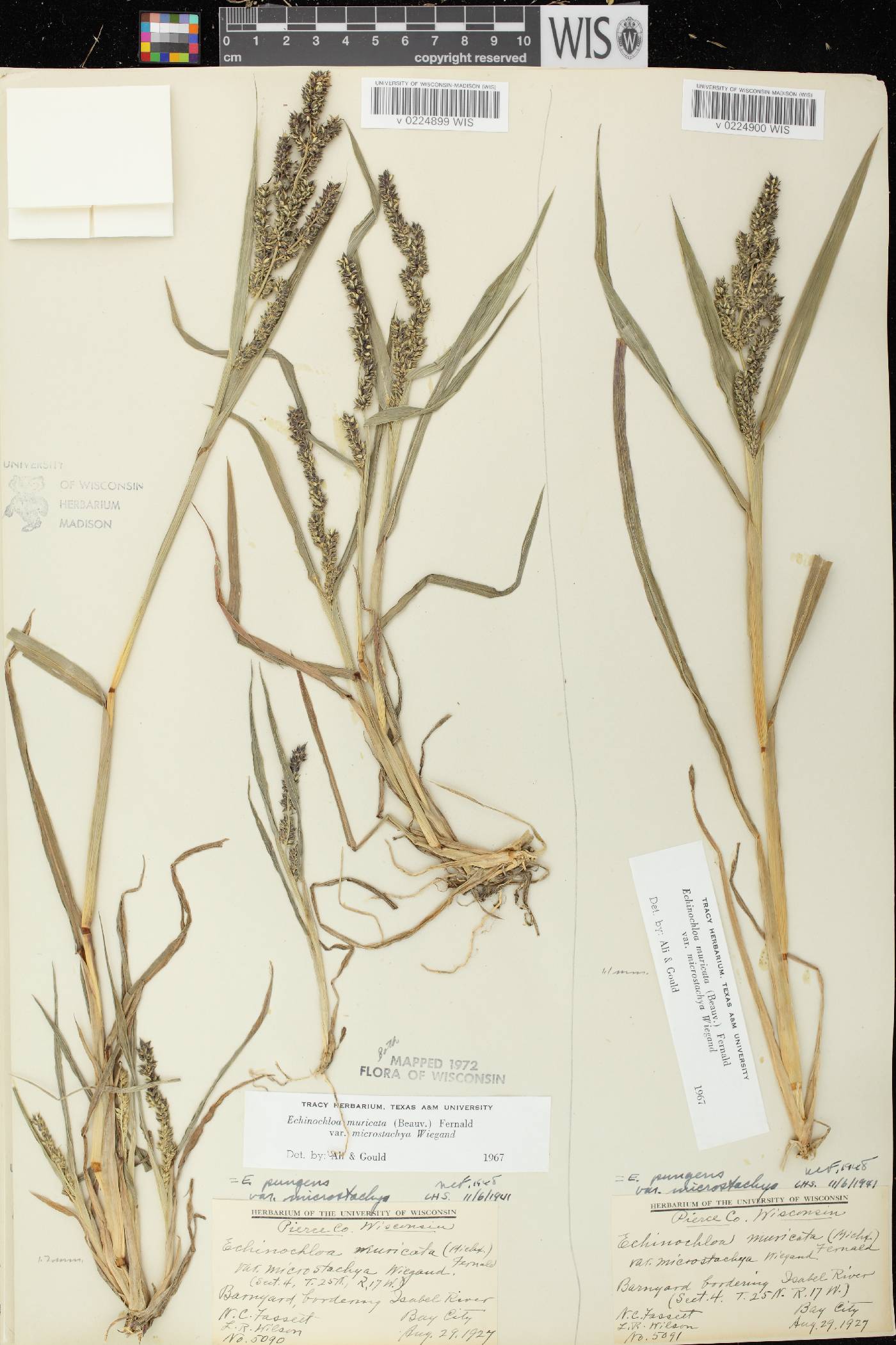 Echinochloa muricata var. microstachya image