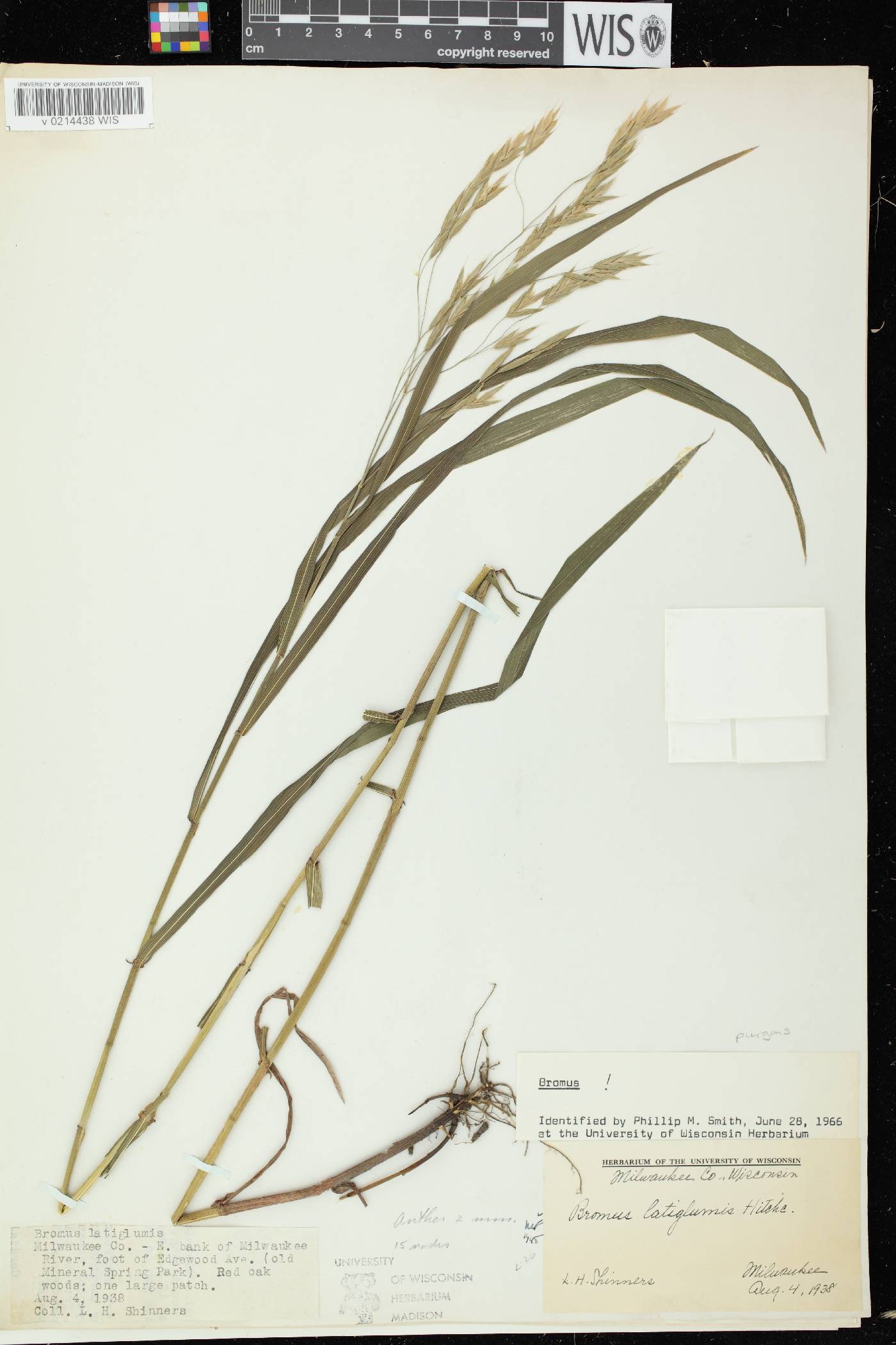 Bromus latiglumis image