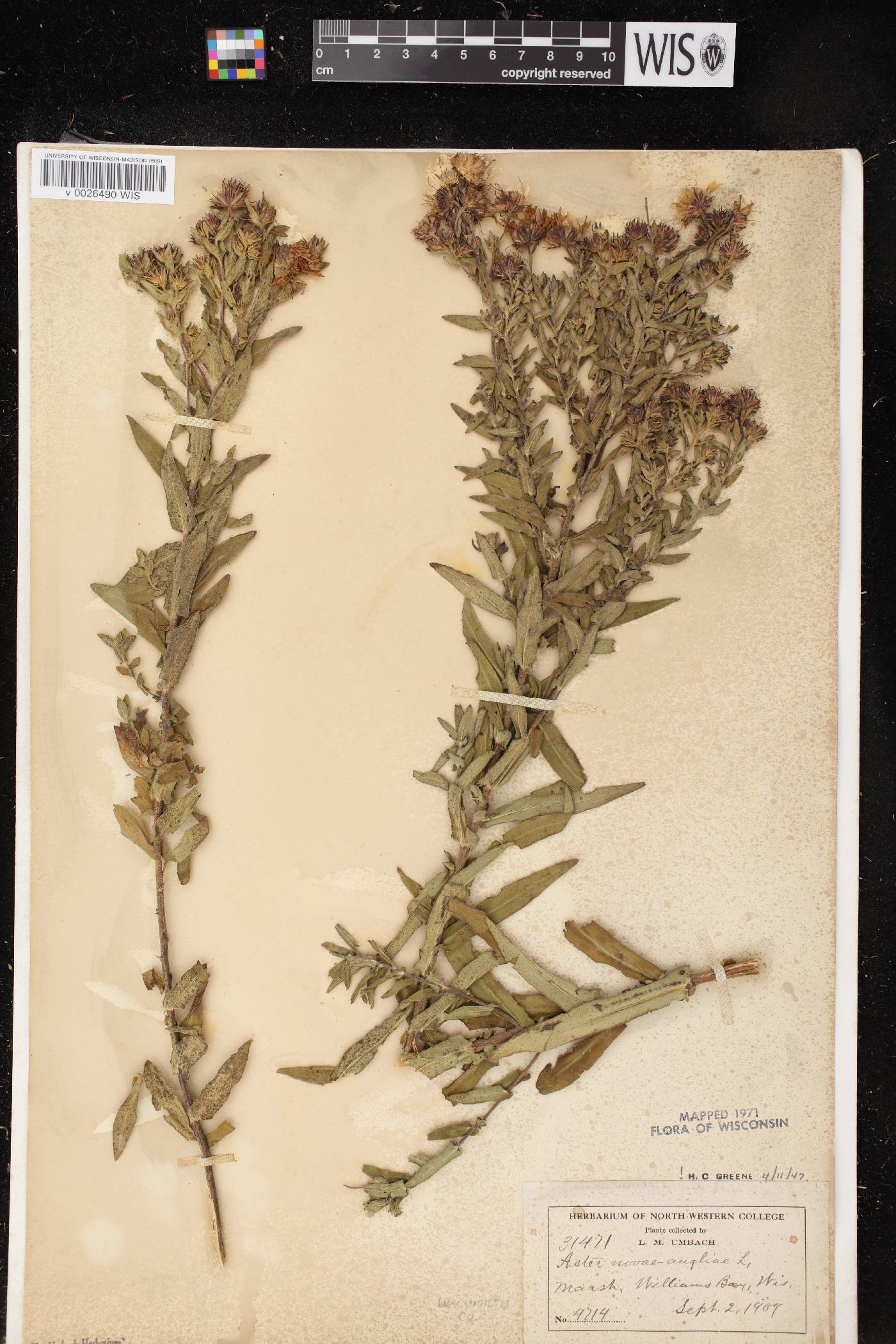 Symphyotrichum novae-angliae image