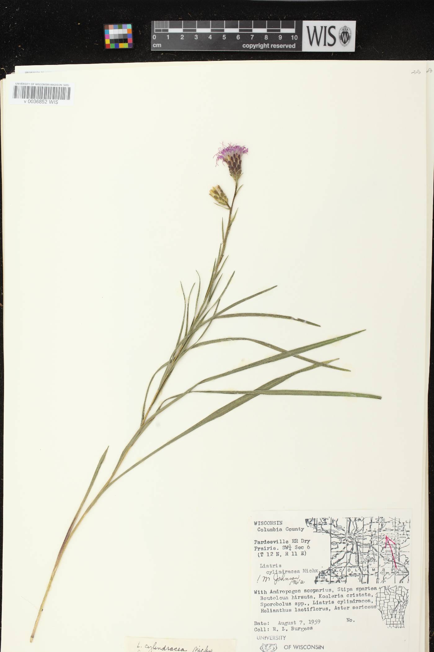 Liatris cylindracea image