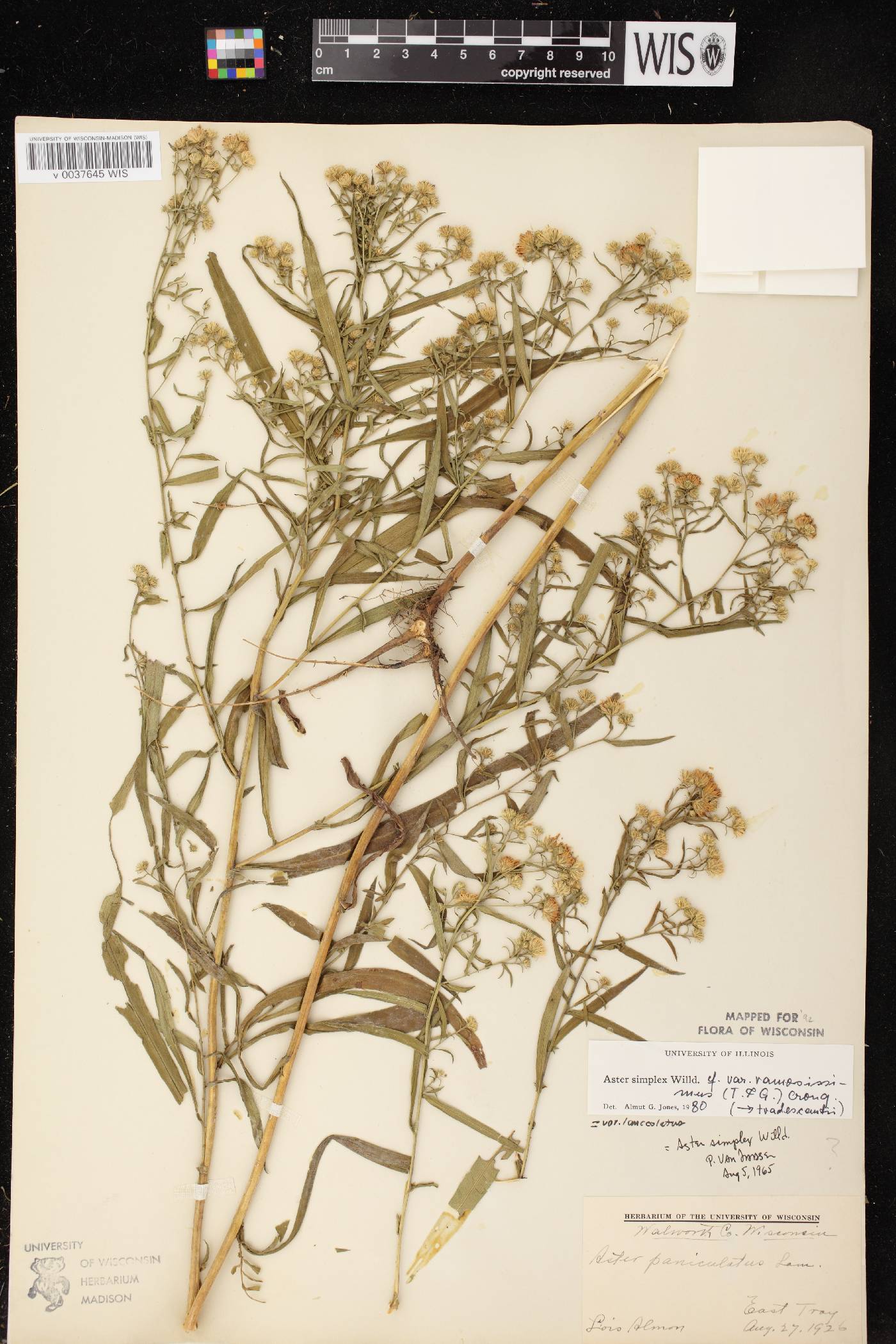 Symphyotrichum lanceolatum var. lanceolatum image