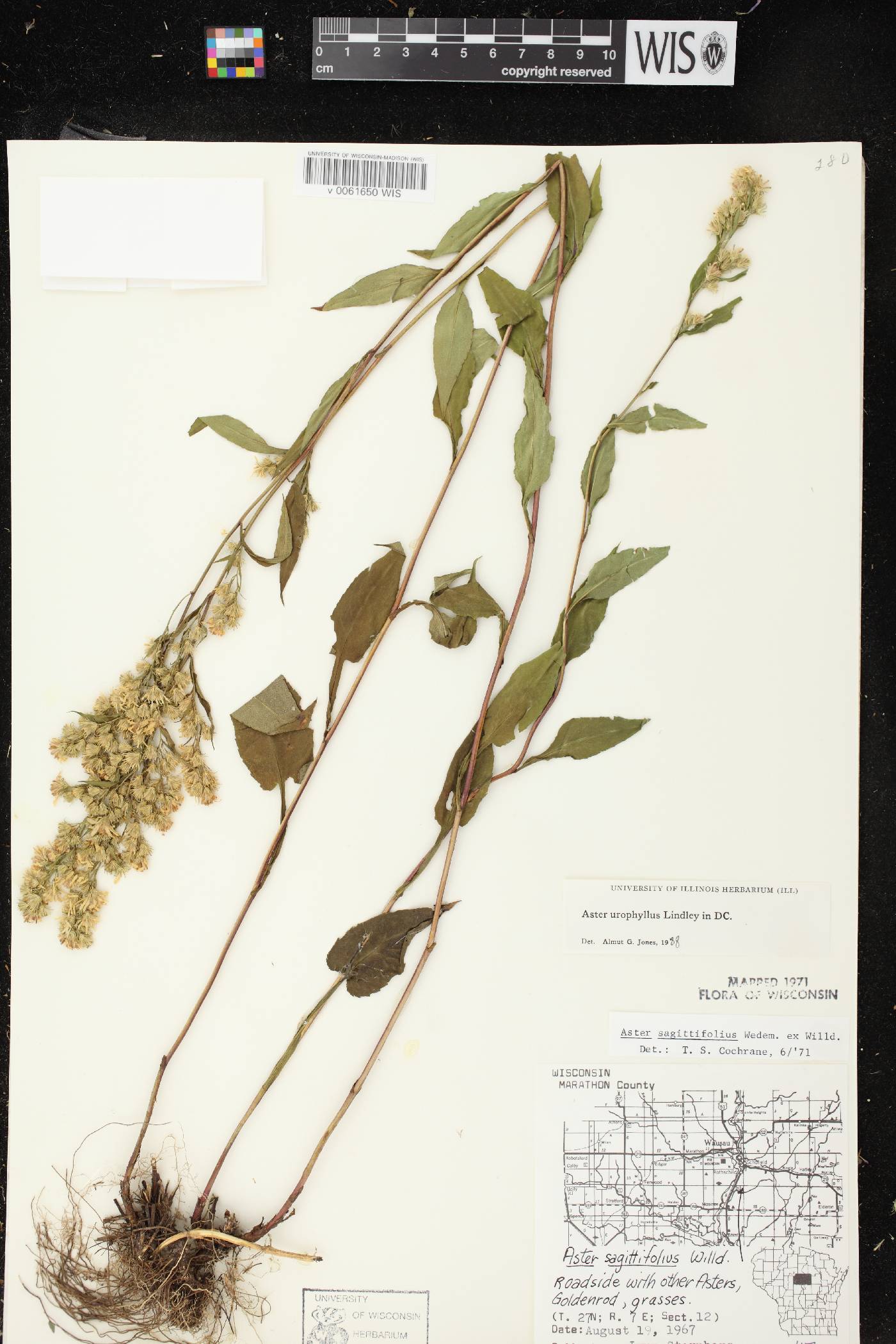 Symphyotrichum urophyllum image
