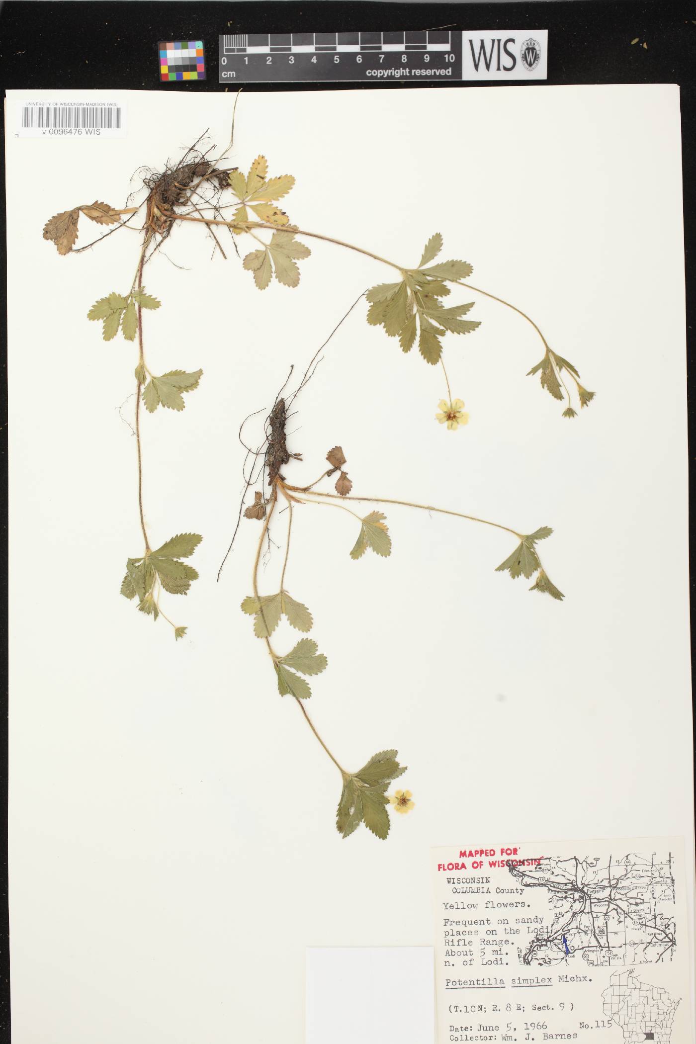 Potentilla simplex image