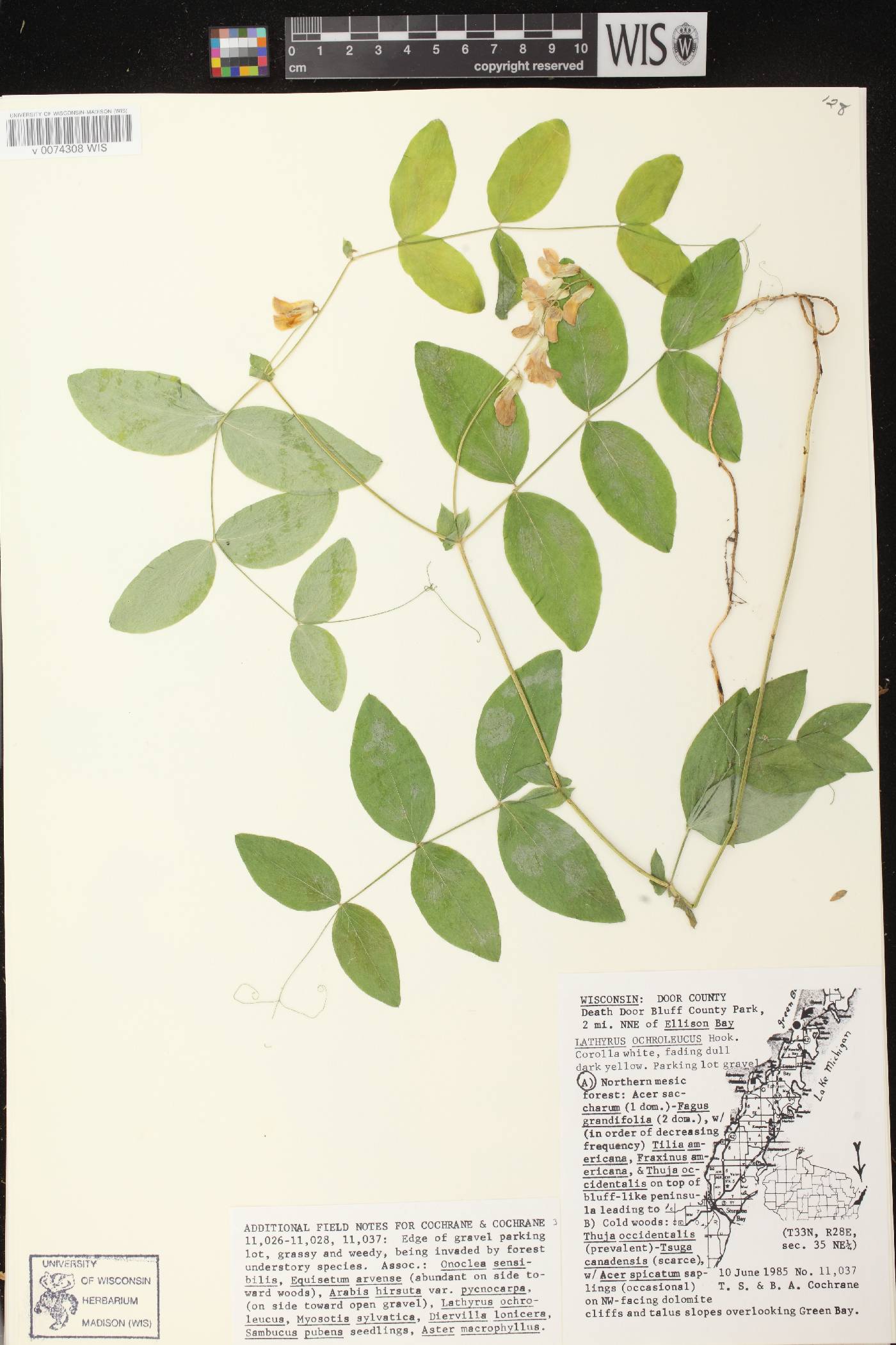 Lathyrus ochroleucus image
