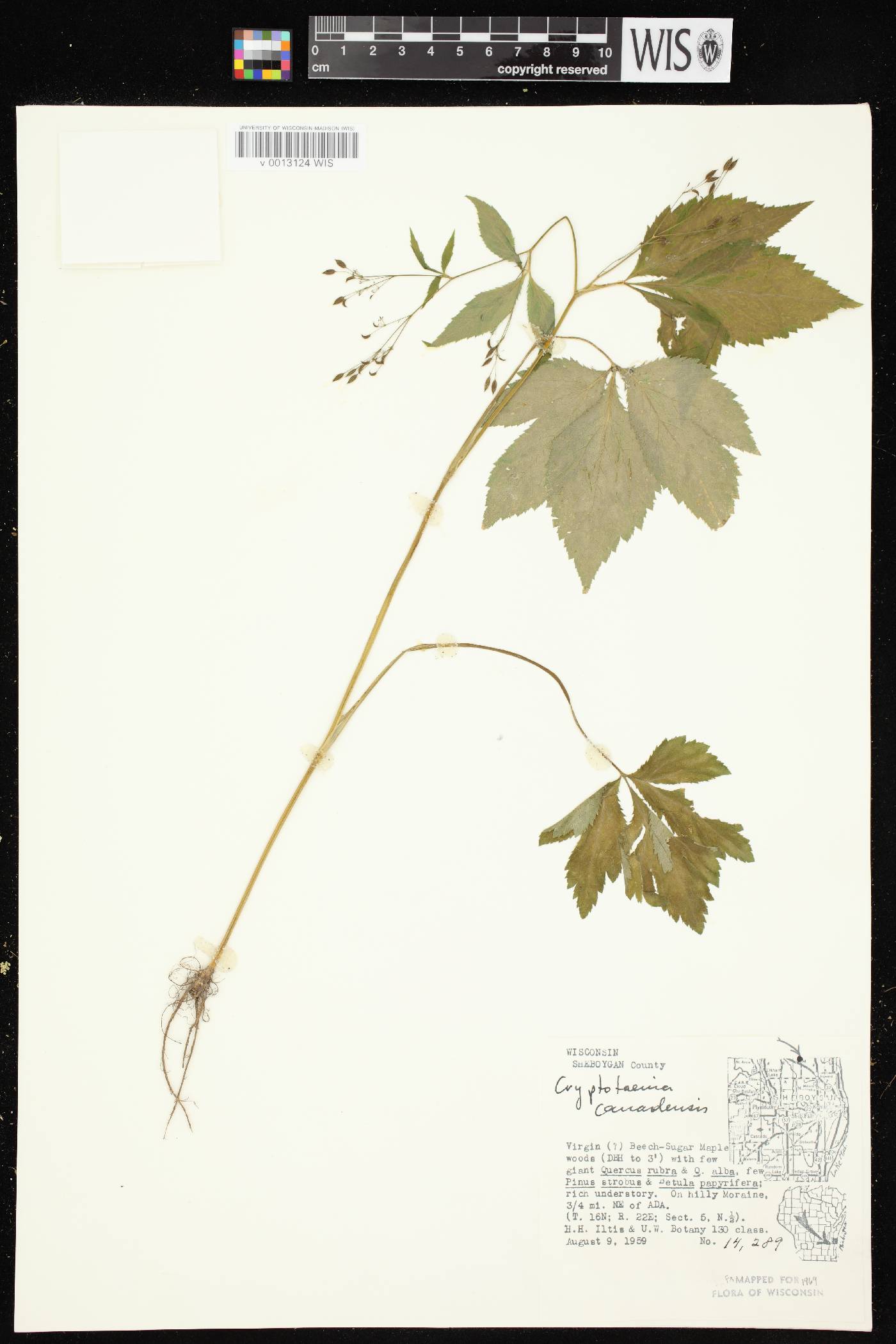Cryptotaenia canadensis image