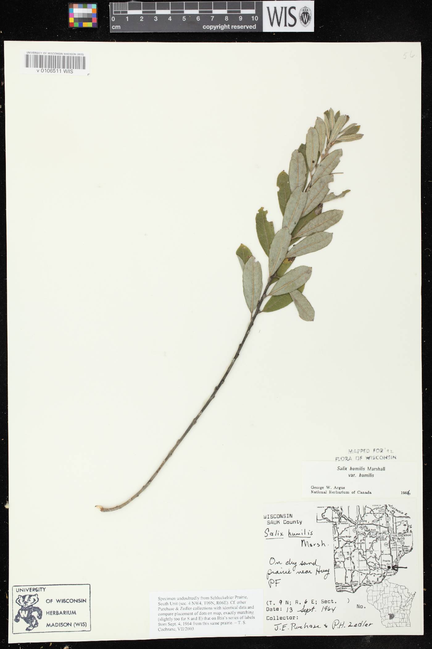 Salix humilis var. humilis image