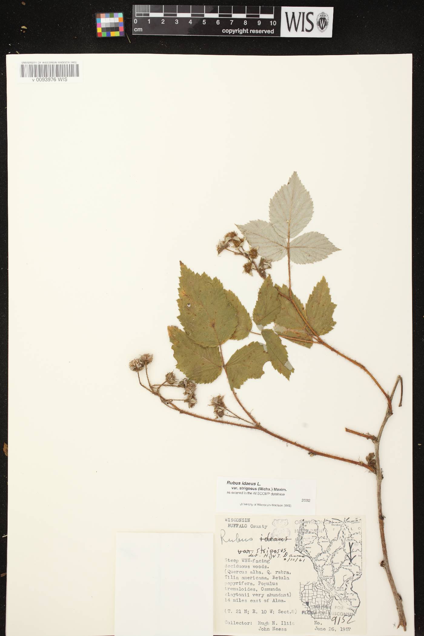 Rubus idaeus subsp. strigosus image