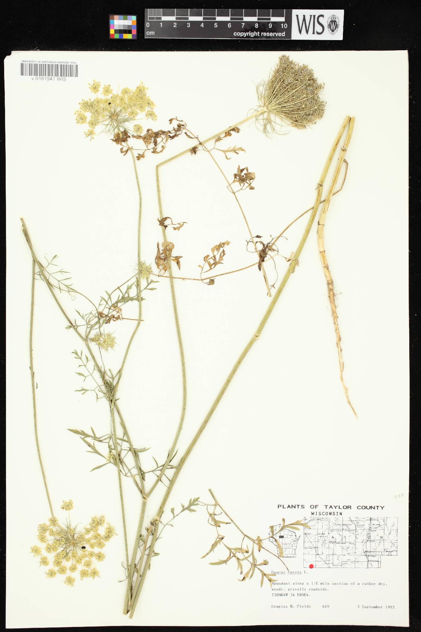 Daucus carota image