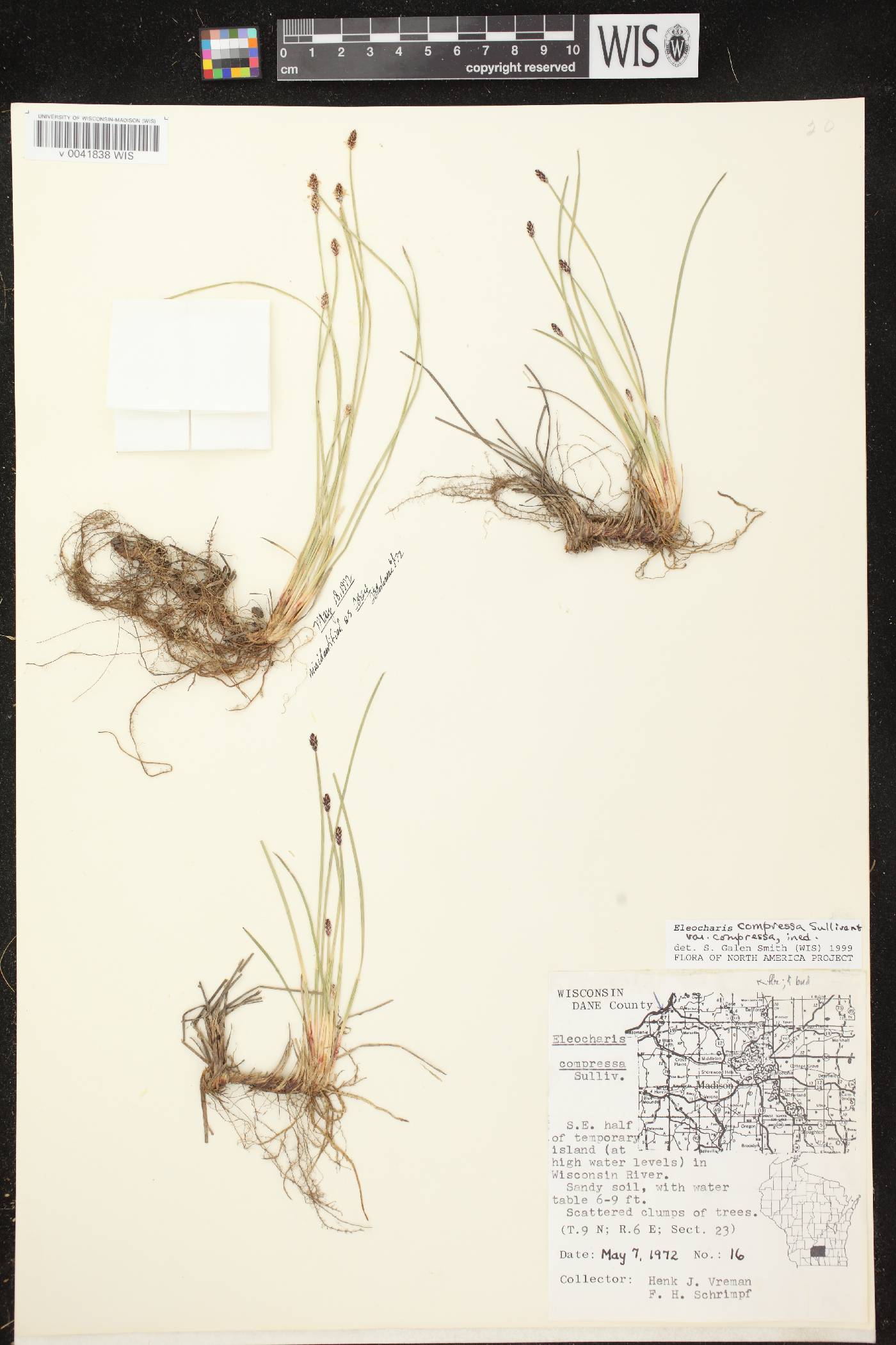Eleocharis compressa var. compressa image