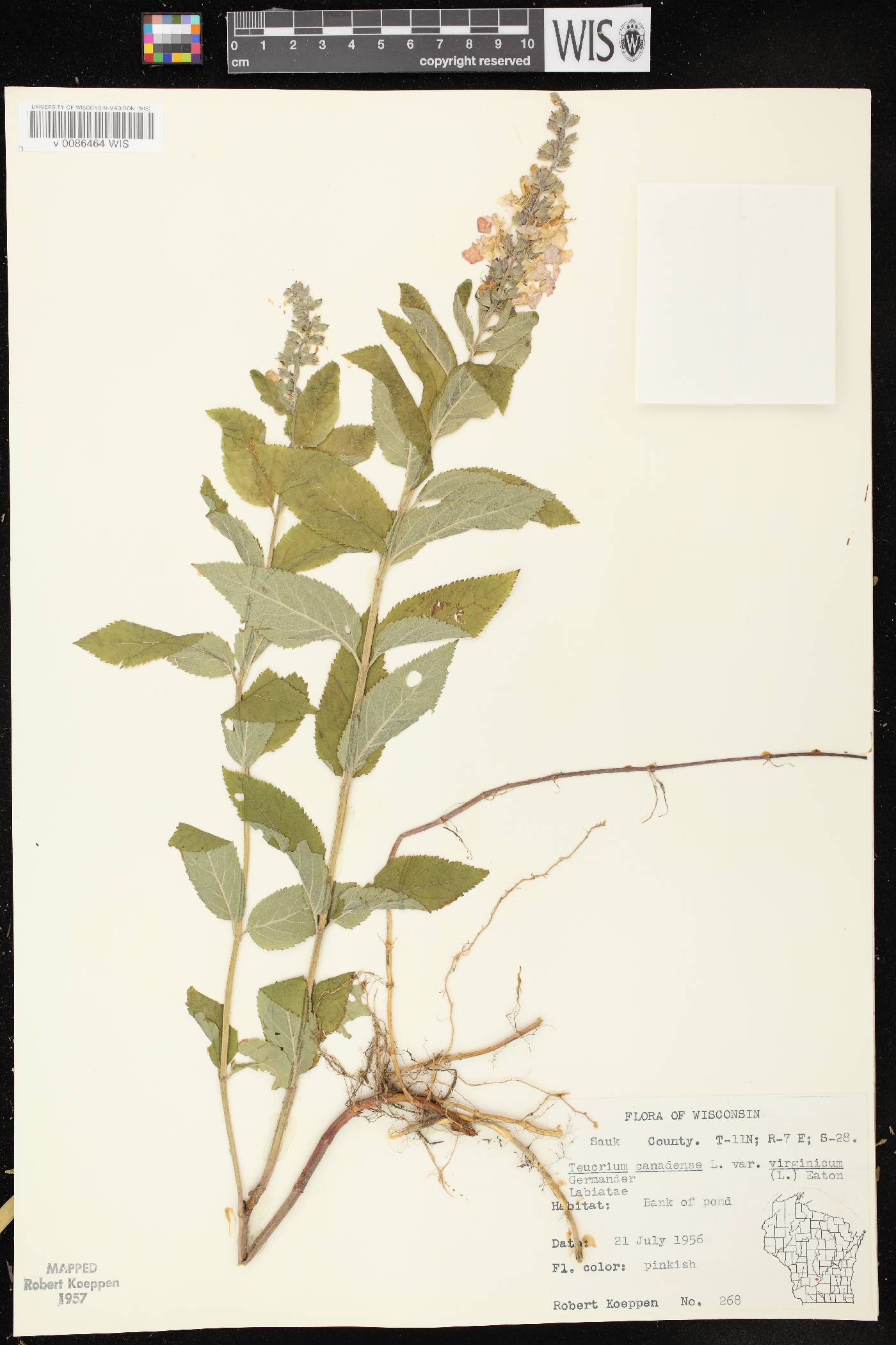 Teucrium canadense var. virginicum image