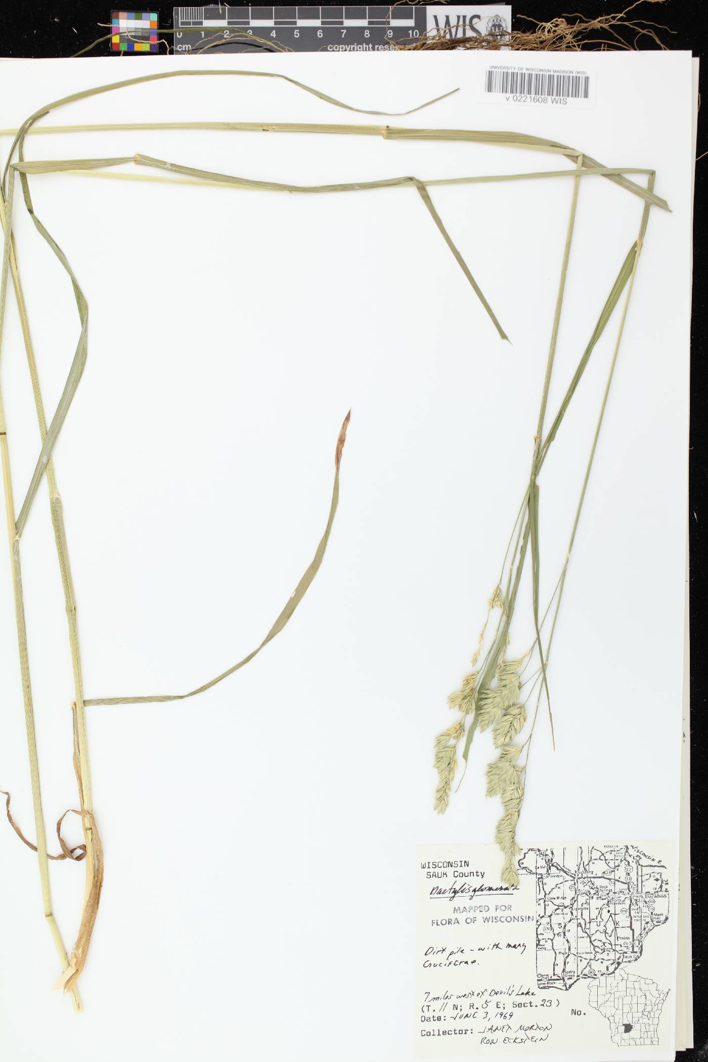Dactylis glomerata image