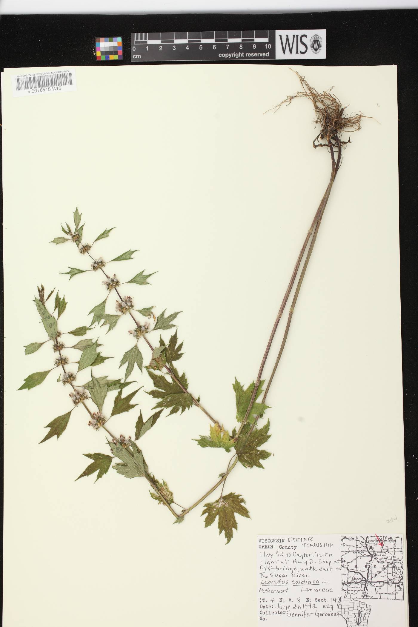 Leonurus cardiaca image