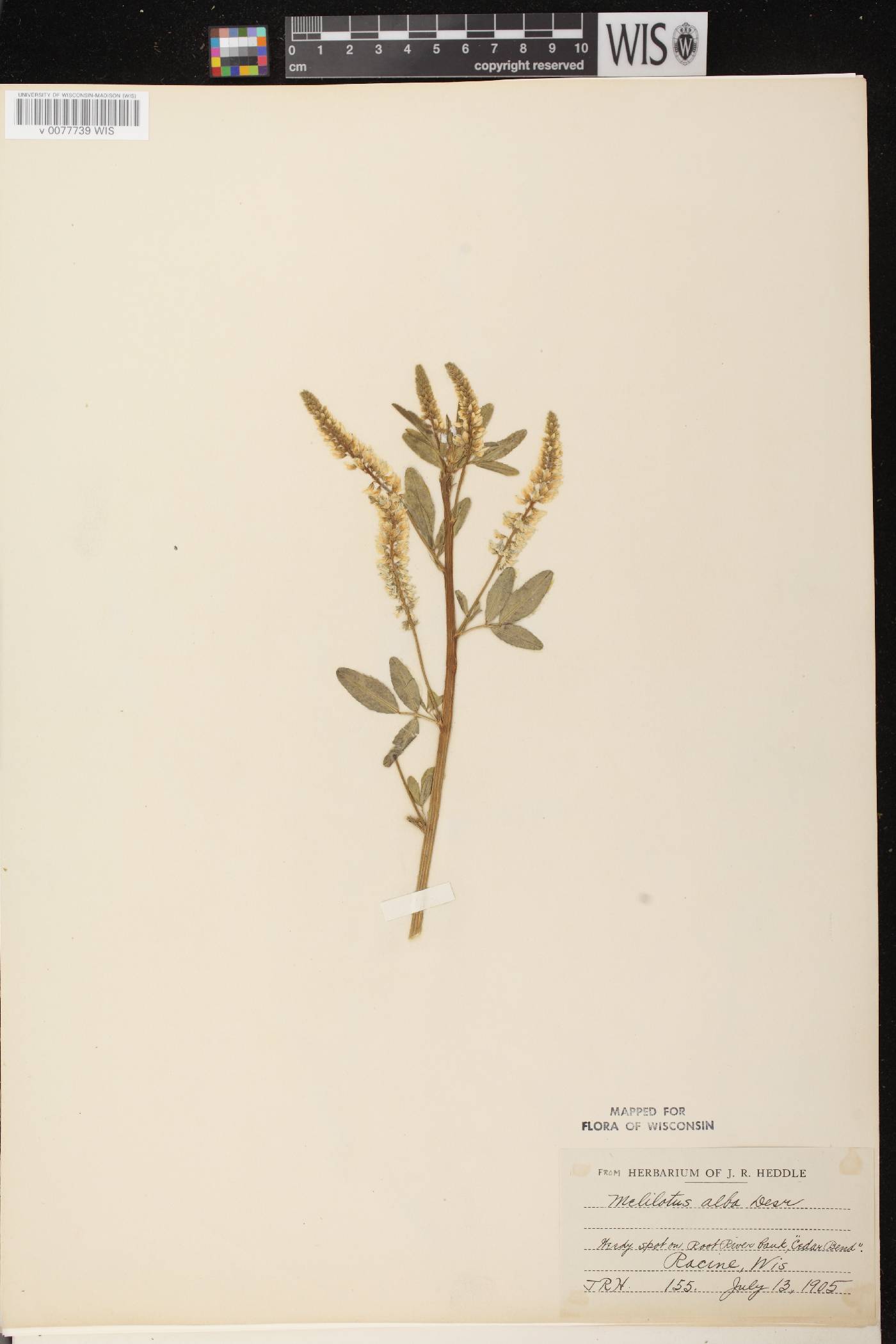 Melilotus albus image