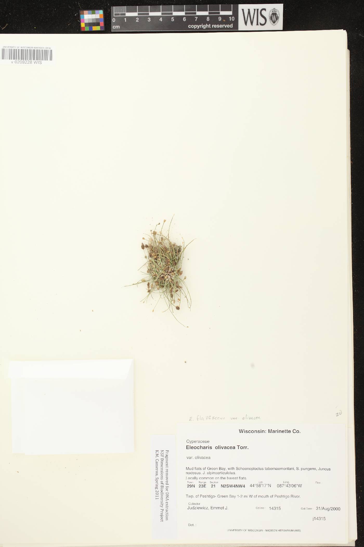 Eleocharis flavescens image