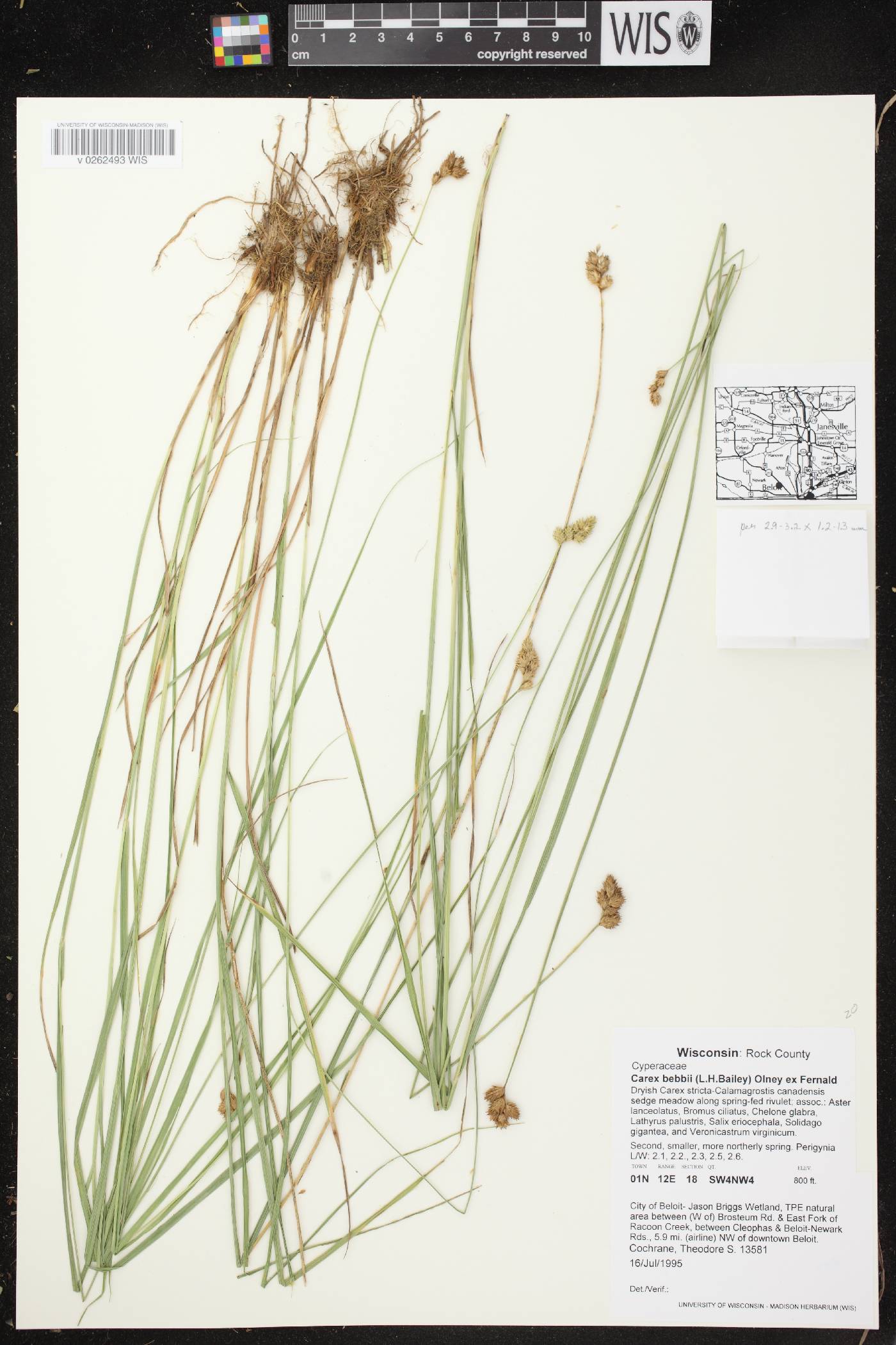 Carex bebbii image