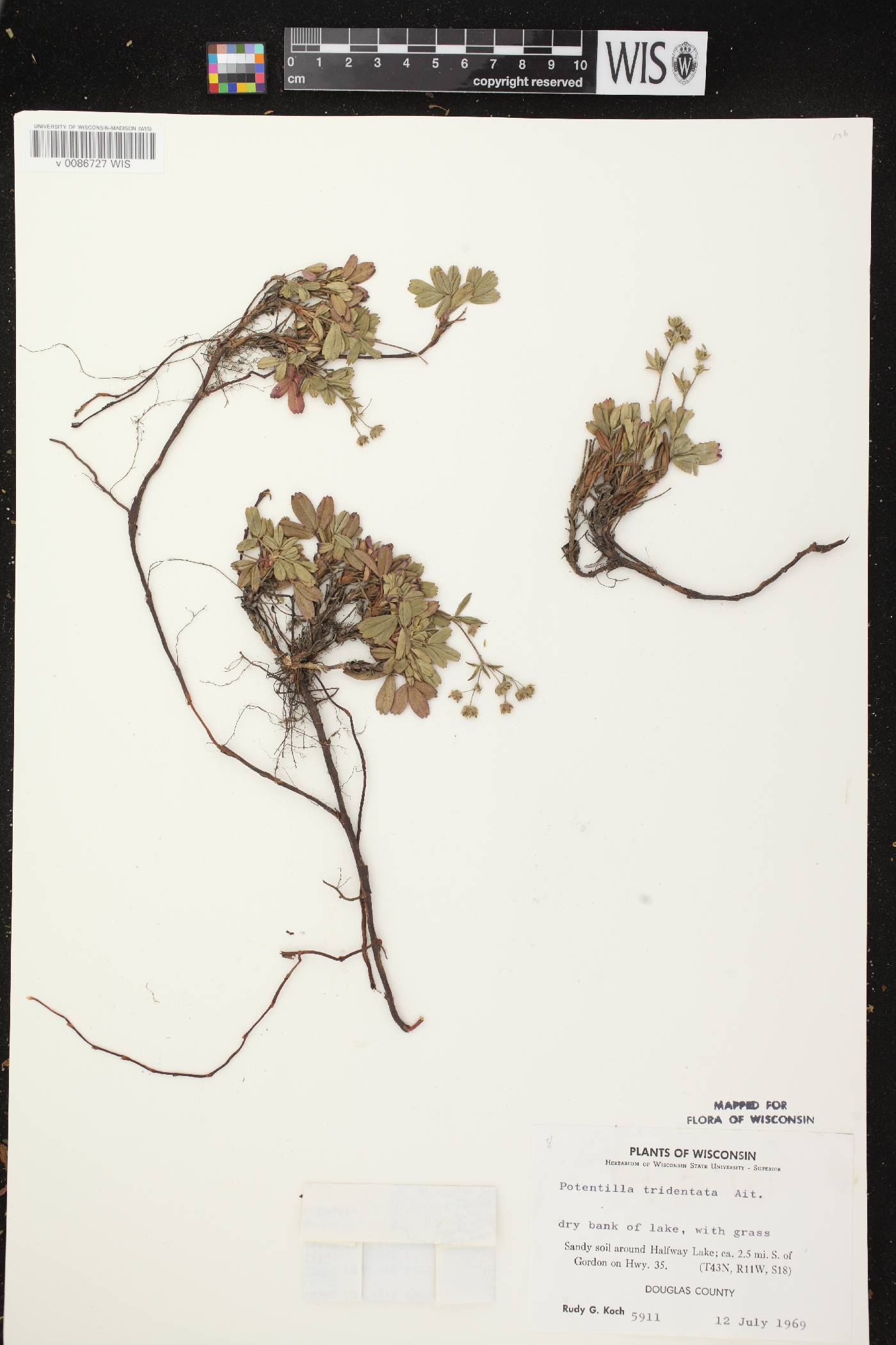 Sibbaldiopsis tridentata image
