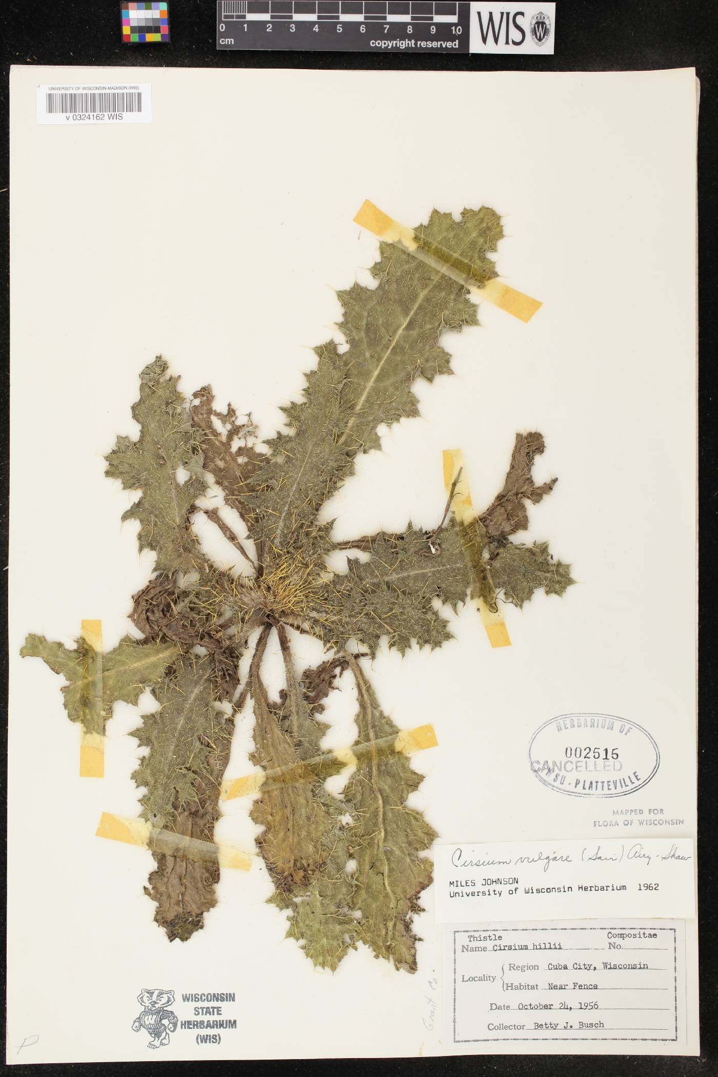 Cirsium vulgare image