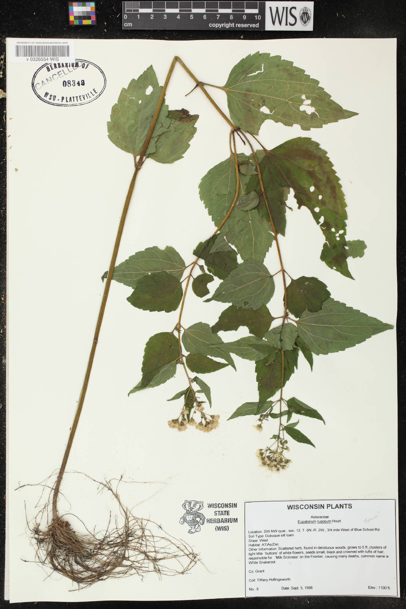 Ageratina altissima subsp. altissima image