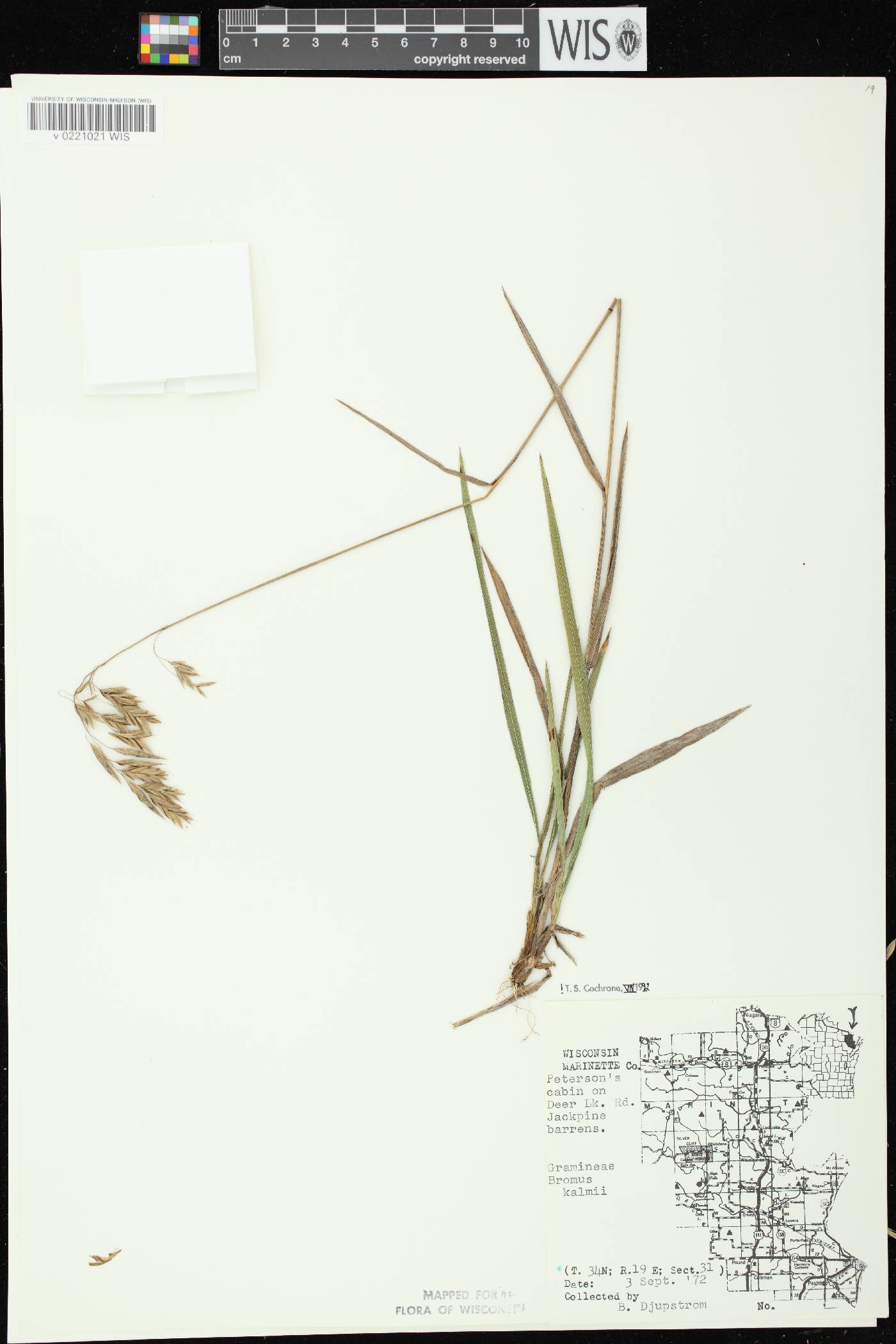 Bromus kalmii image