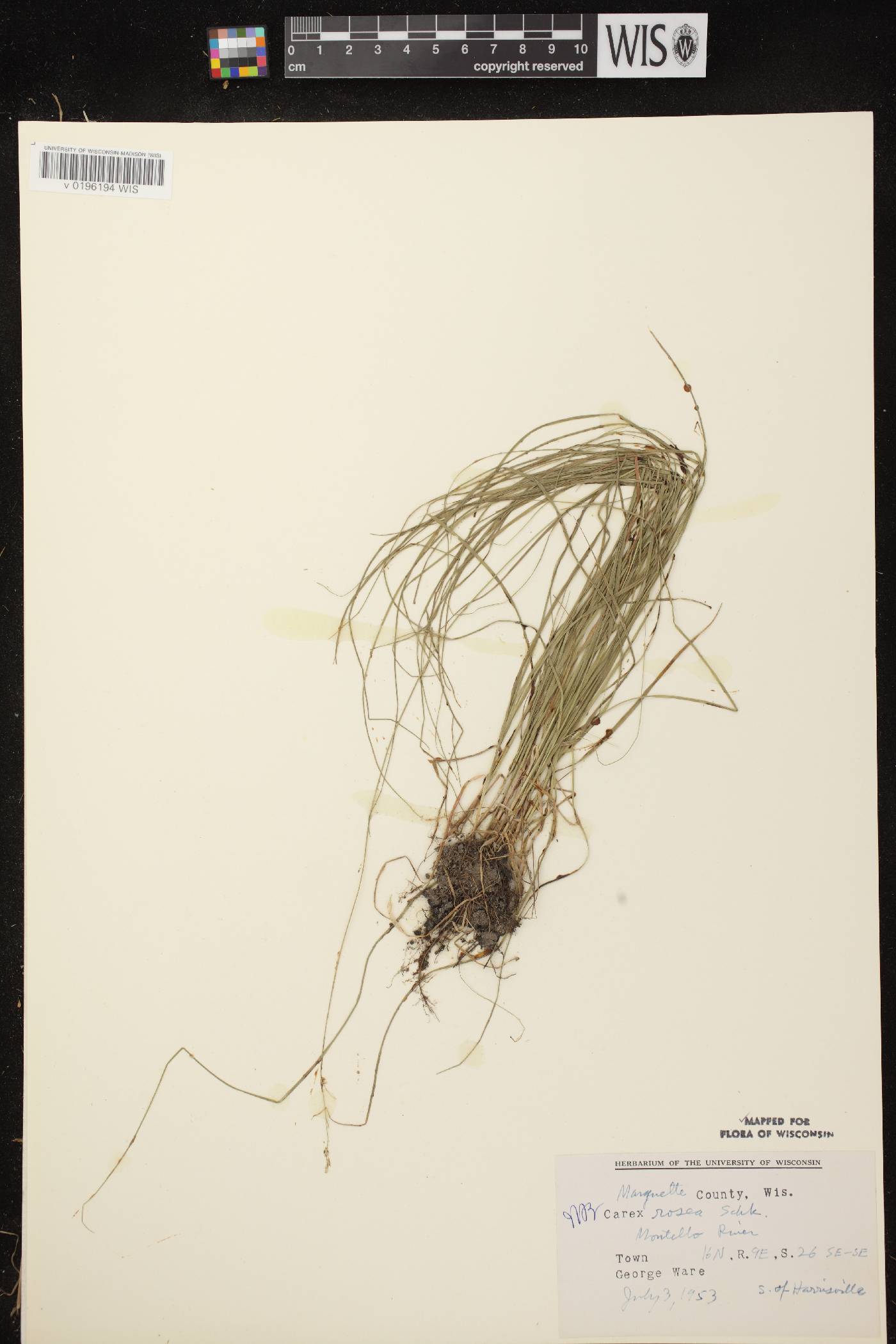 Carex radiata image